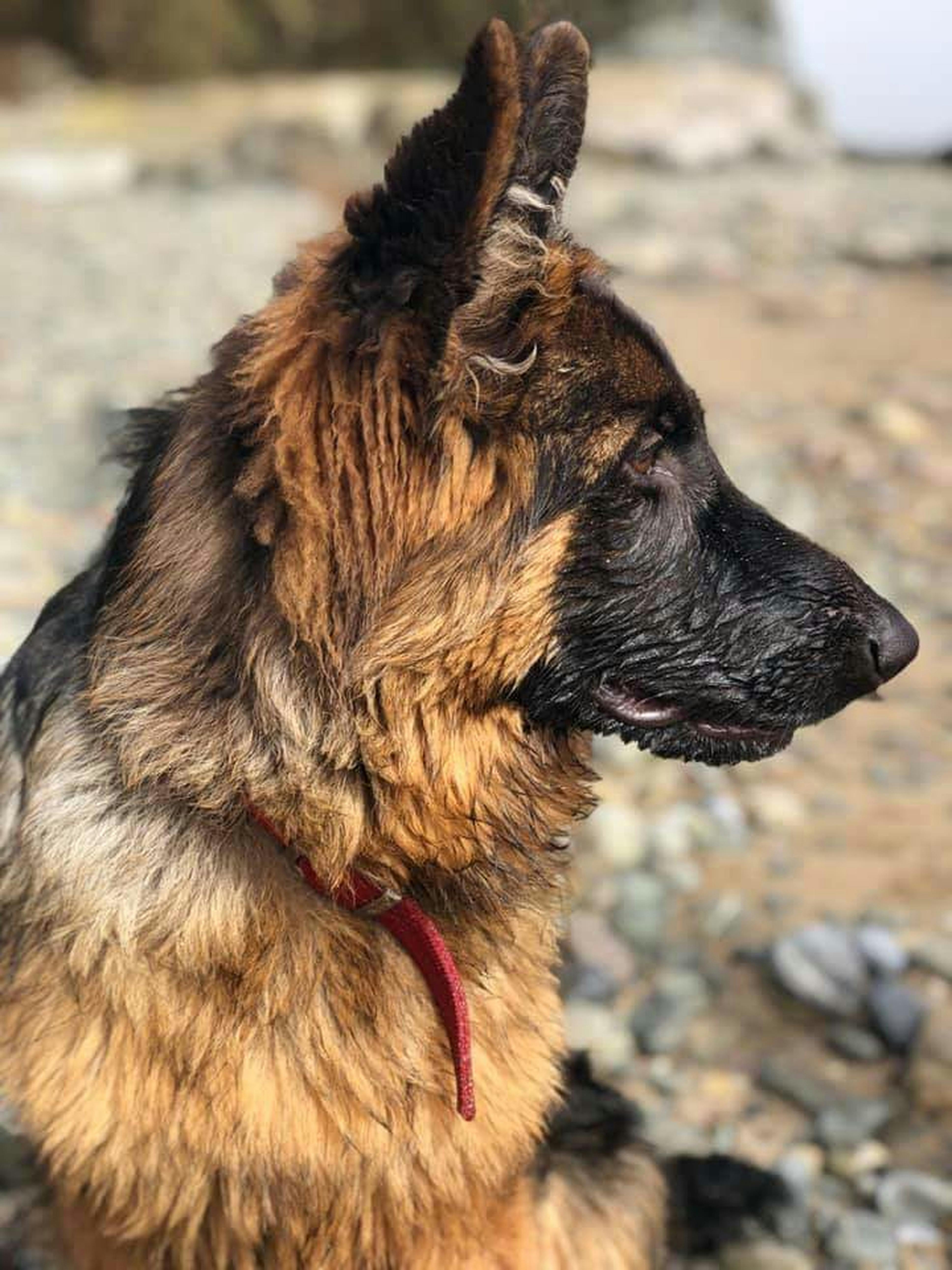 Profile of a Wet German Shepherd