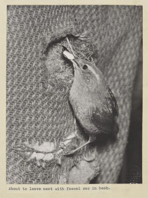 Bird Leaving Nest With Faecal Sac