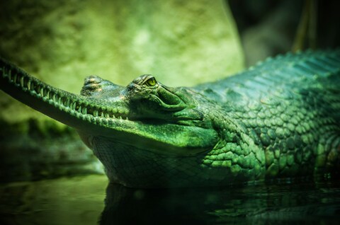 Gharial Crocodile Resting in Water