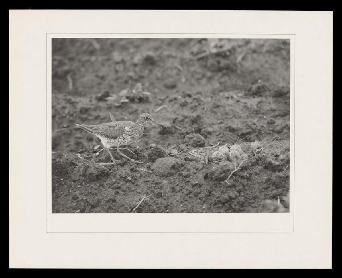 Wading Bird Near Nest with Eggs
