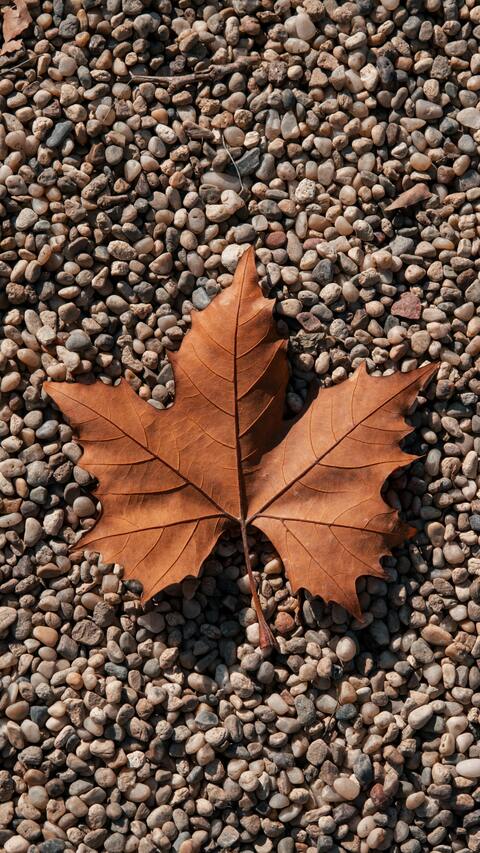 Dry Maple Leaf on Pebble Gravel