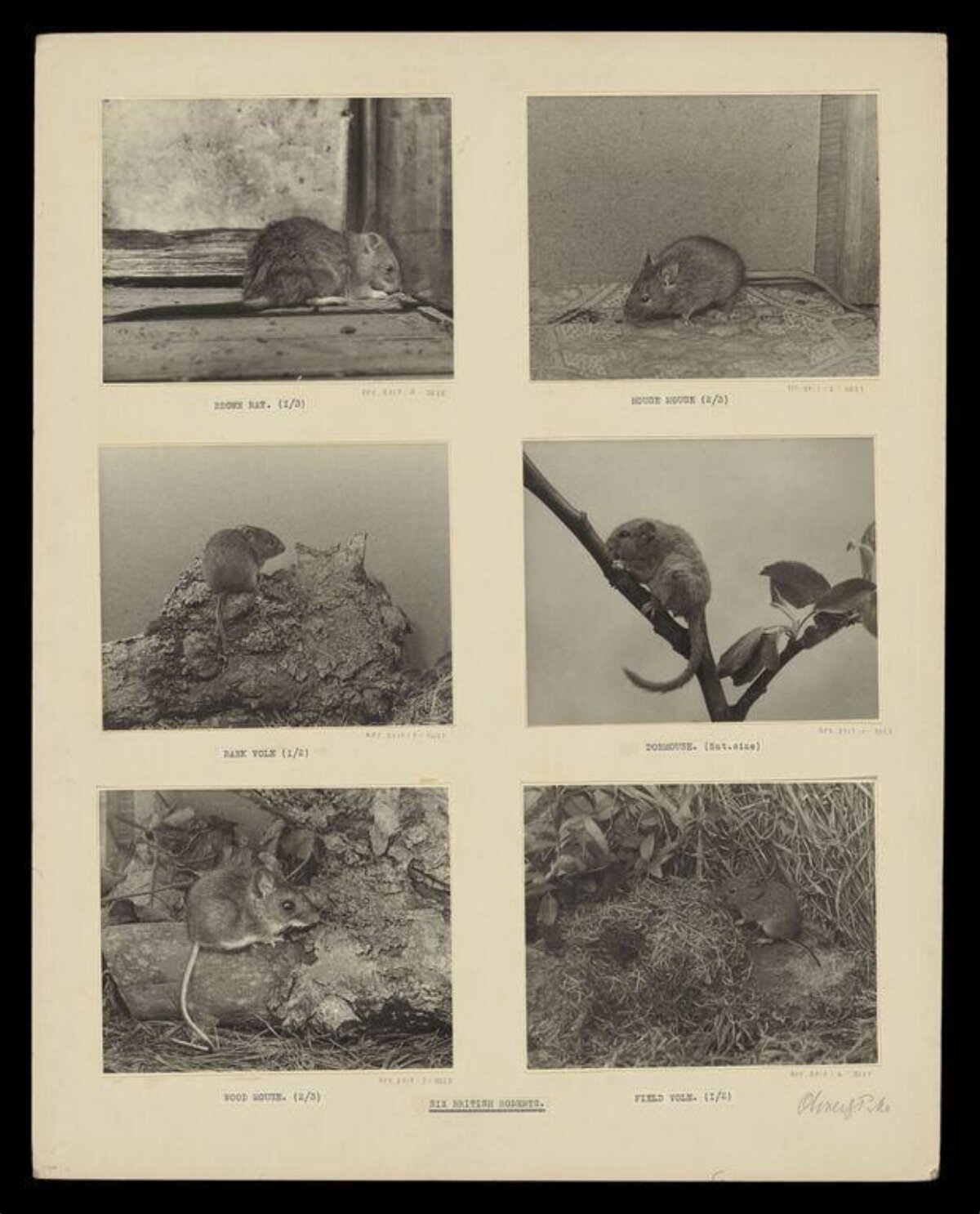 Plate of Six British Rodents
