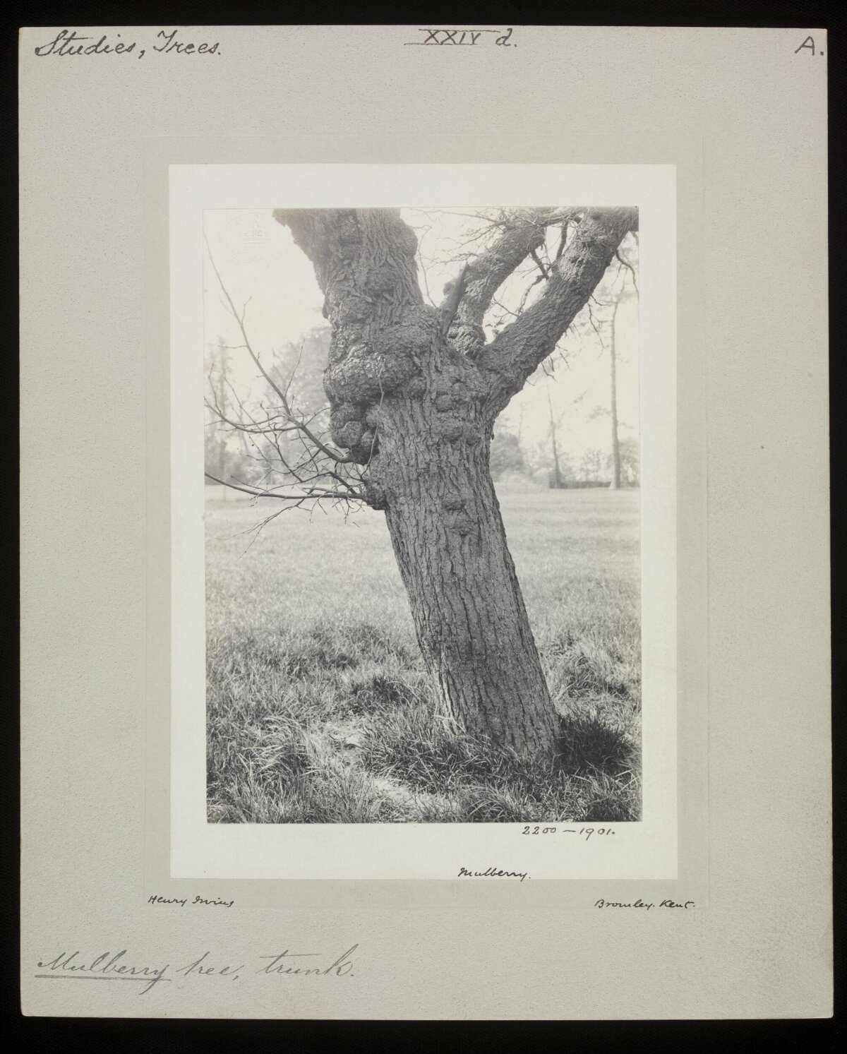 Vintage Mulberry Tree Trunk Study