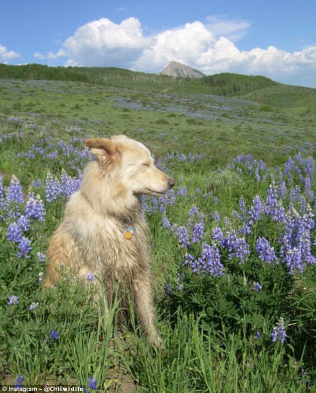 Image 70768 — Pets