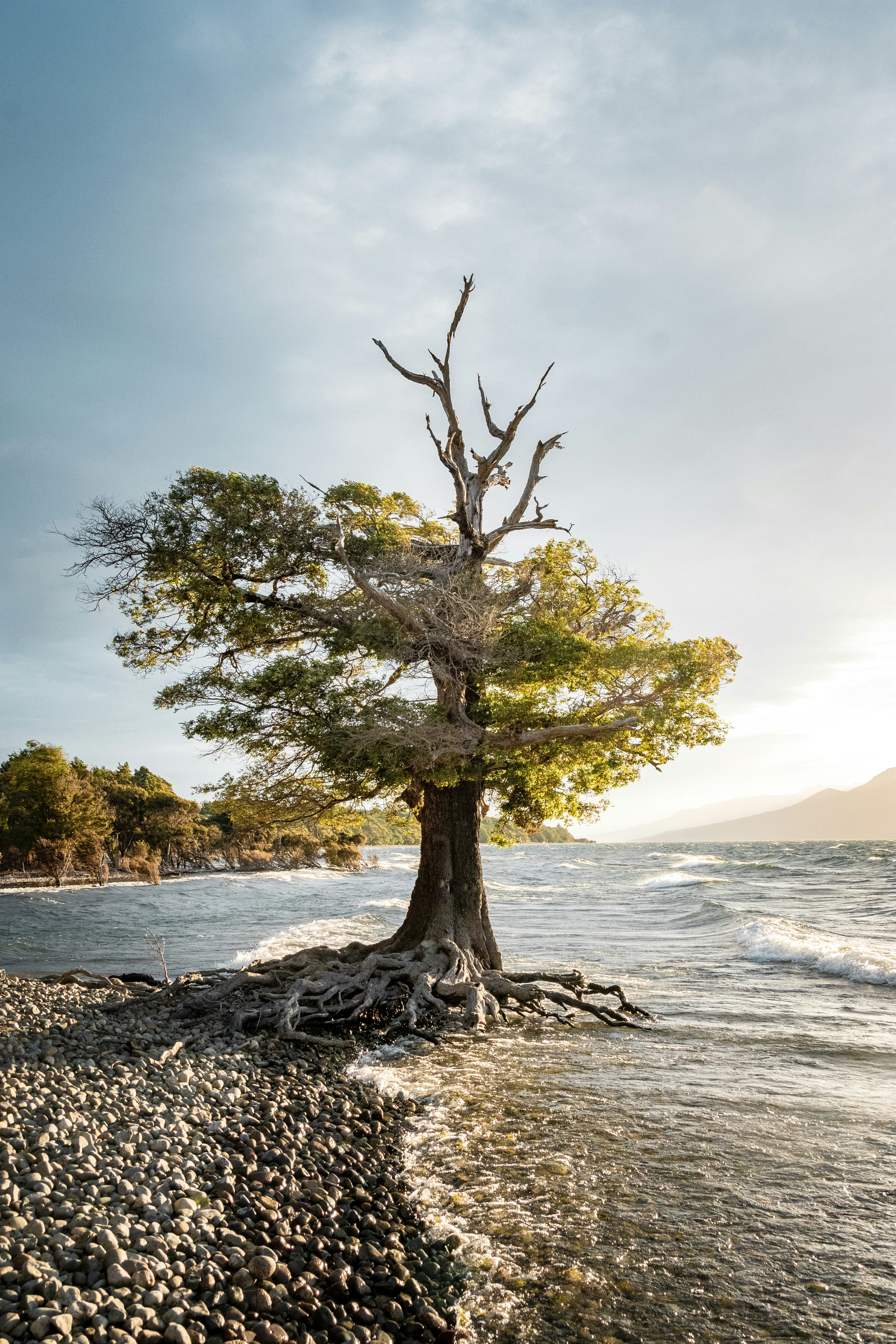 Lone Tree on Pebble Lakeshore
