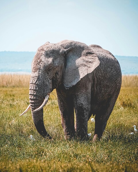 African Elephant on Grassland