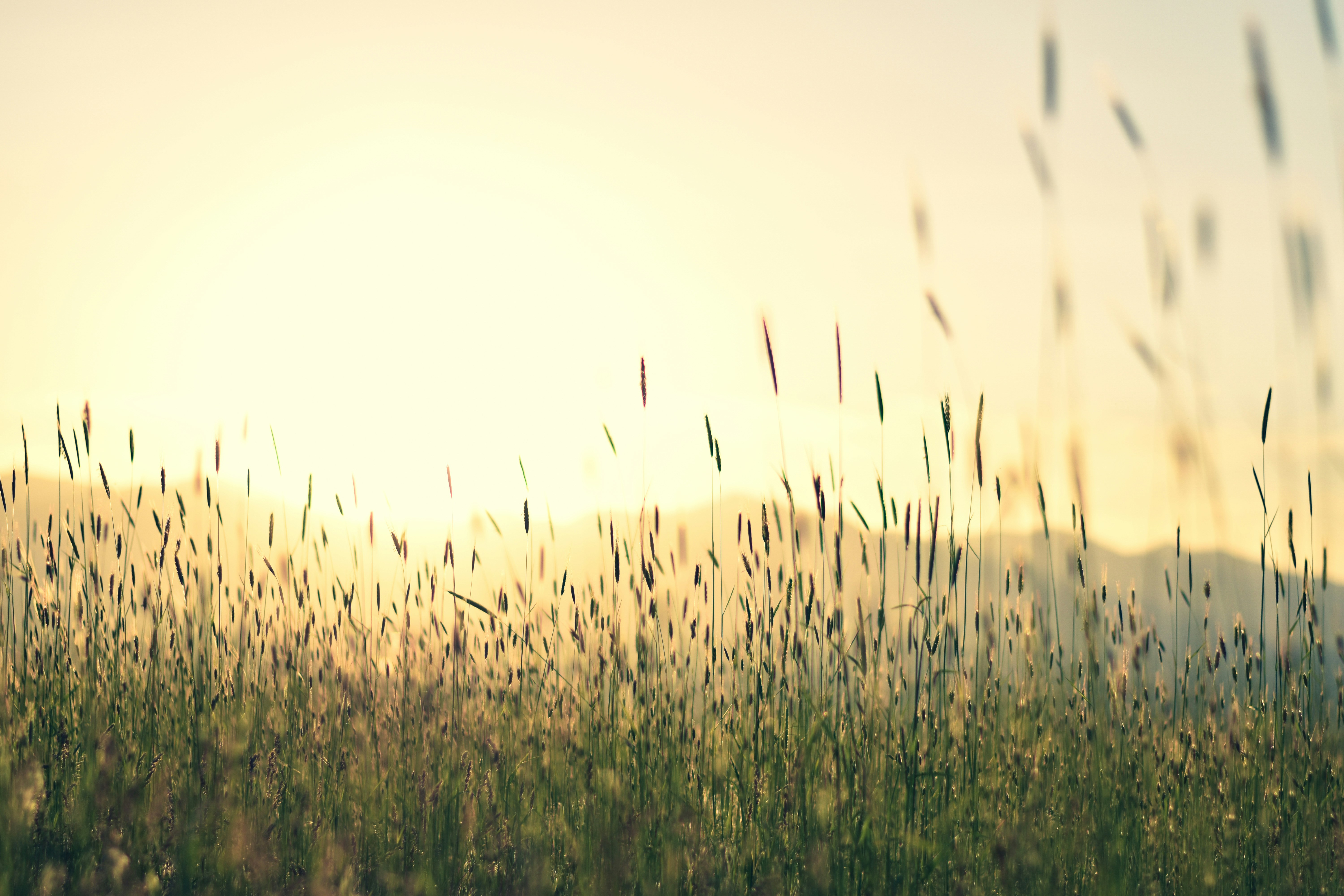 Sunlit Wild Grass Field