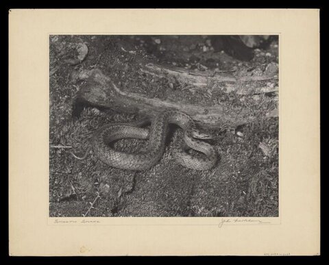 Vintage Smooth Snake Photograph