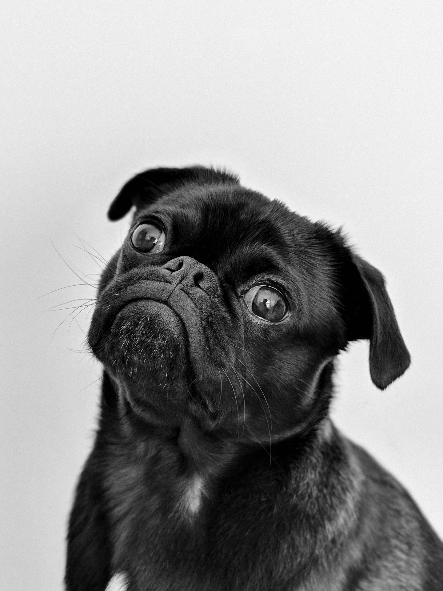 Black Pug Tilting Head