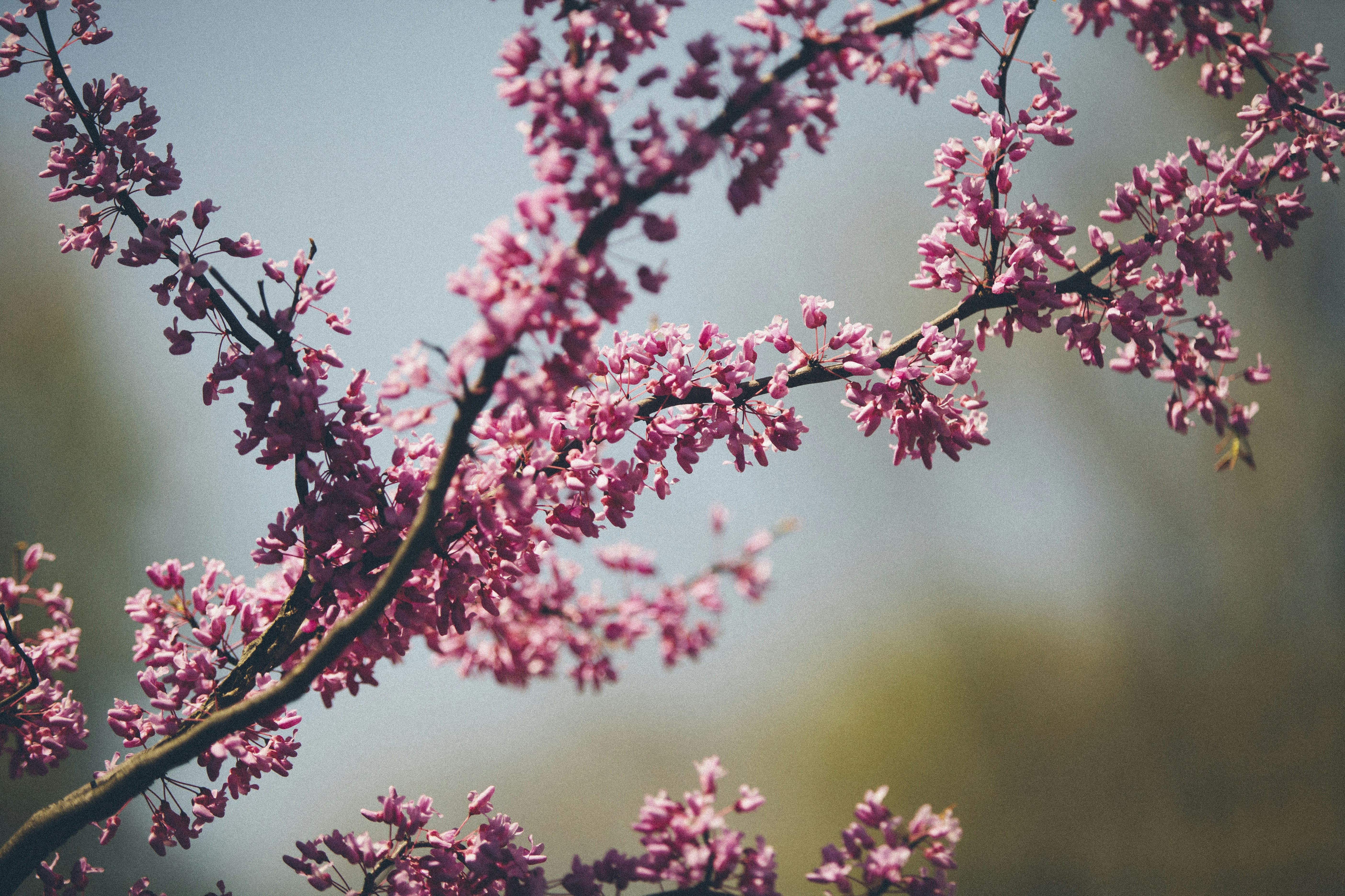 Pink Spring Tree Blossoms