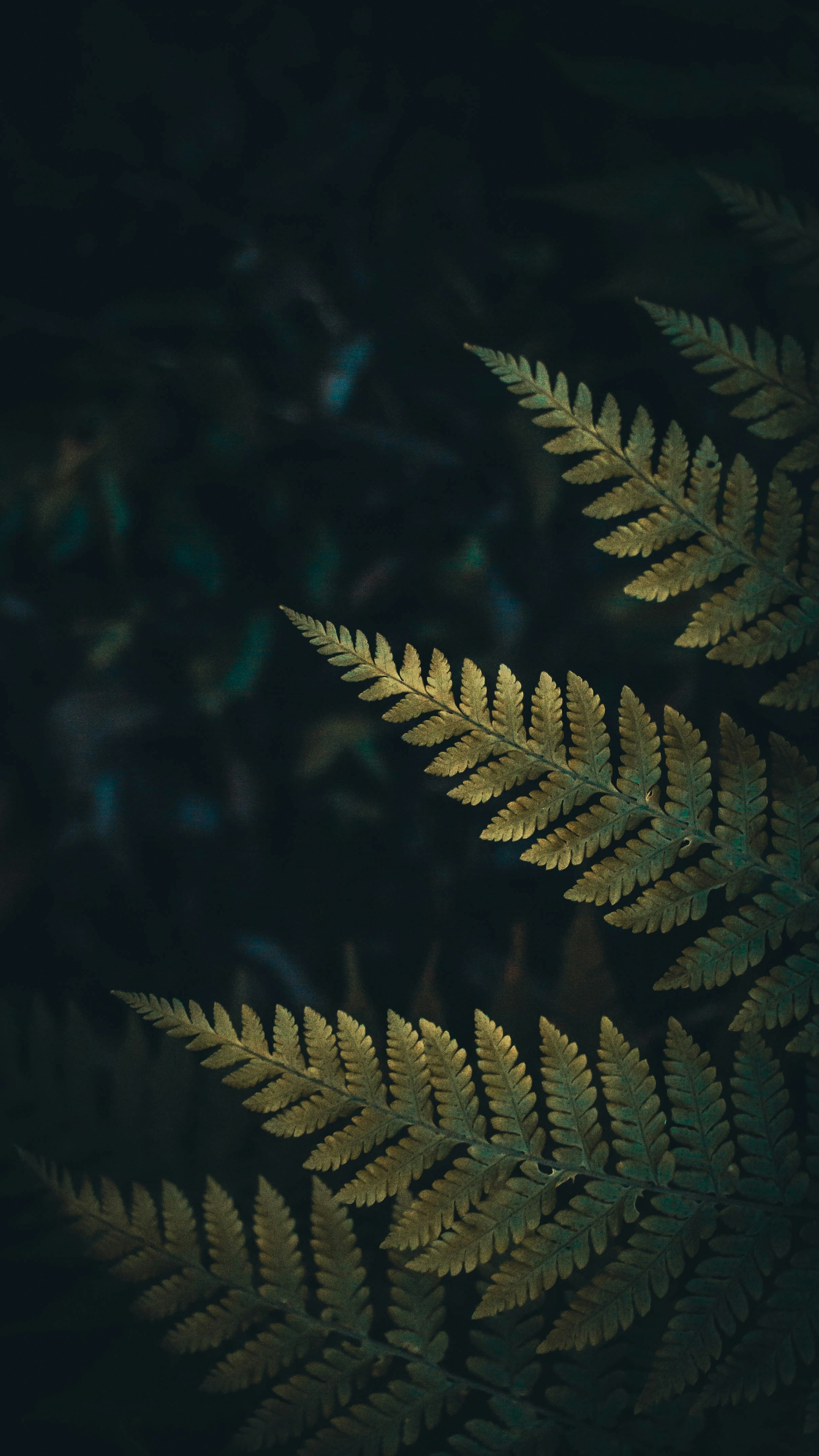 Wallpapers