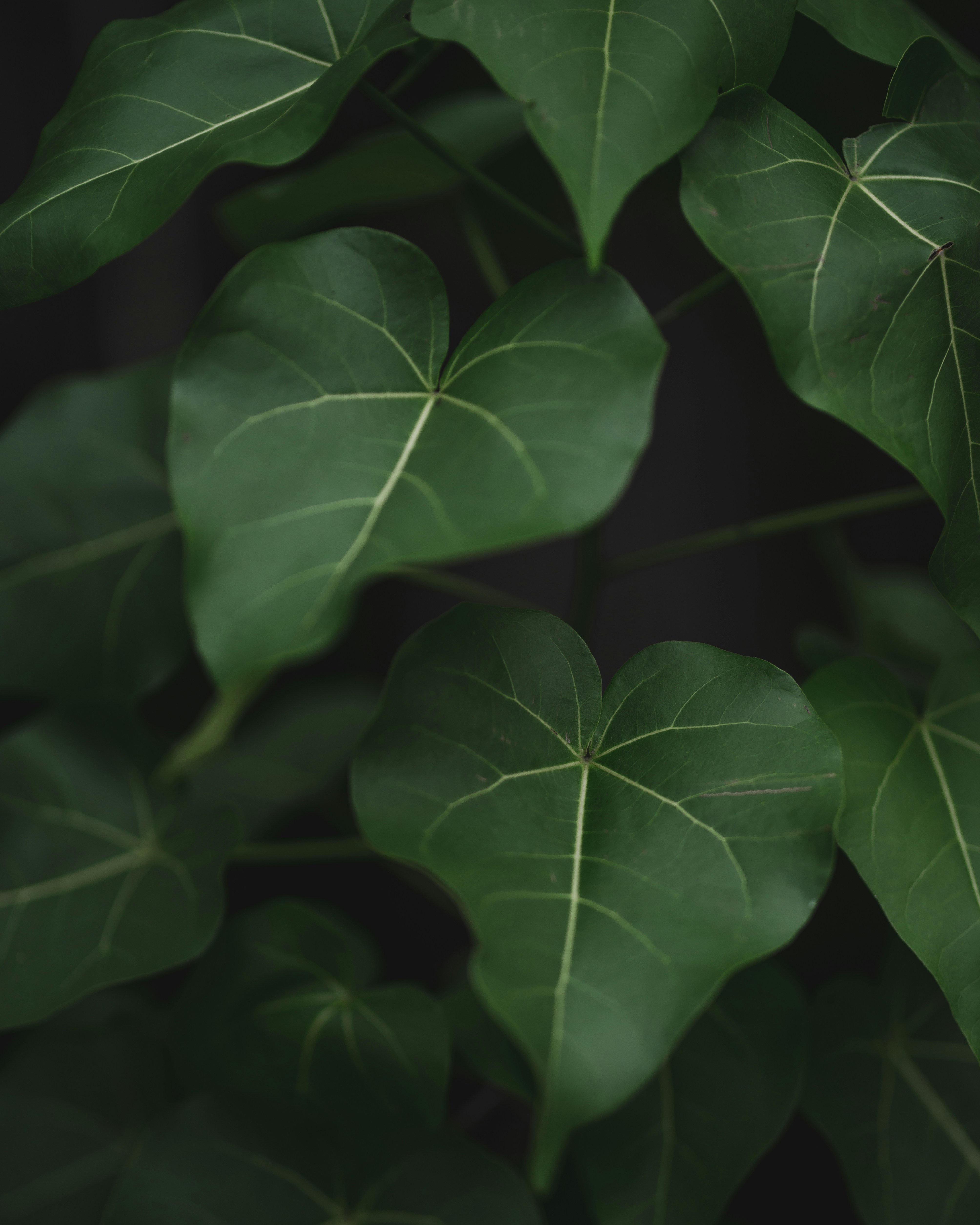 Heart-shaped Green Leaf Close-up
