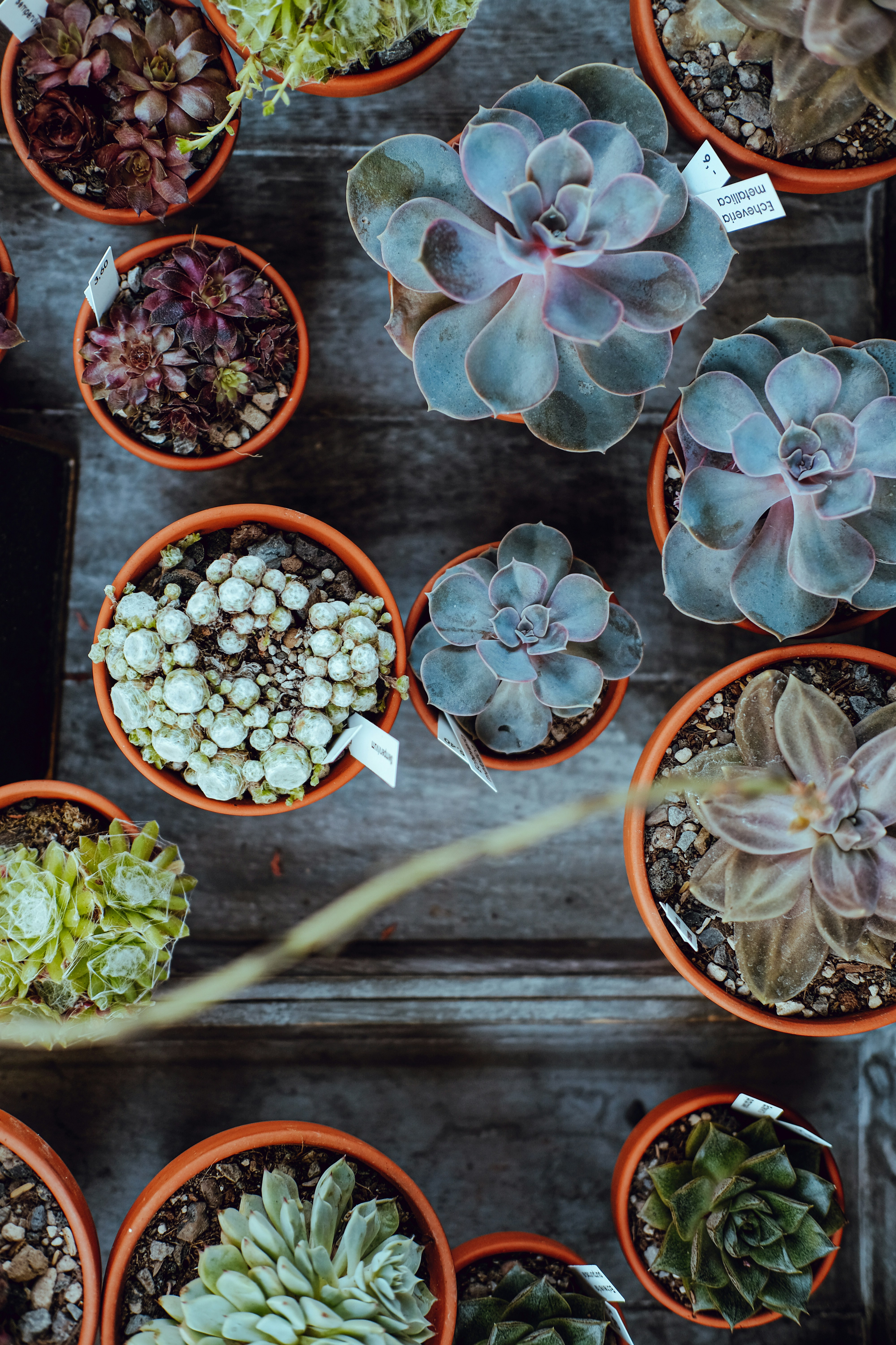 Collection of Potted Succulents