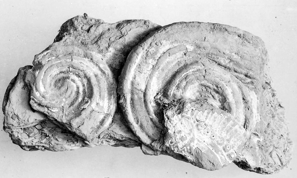 Two Spiral Fossil Specimens