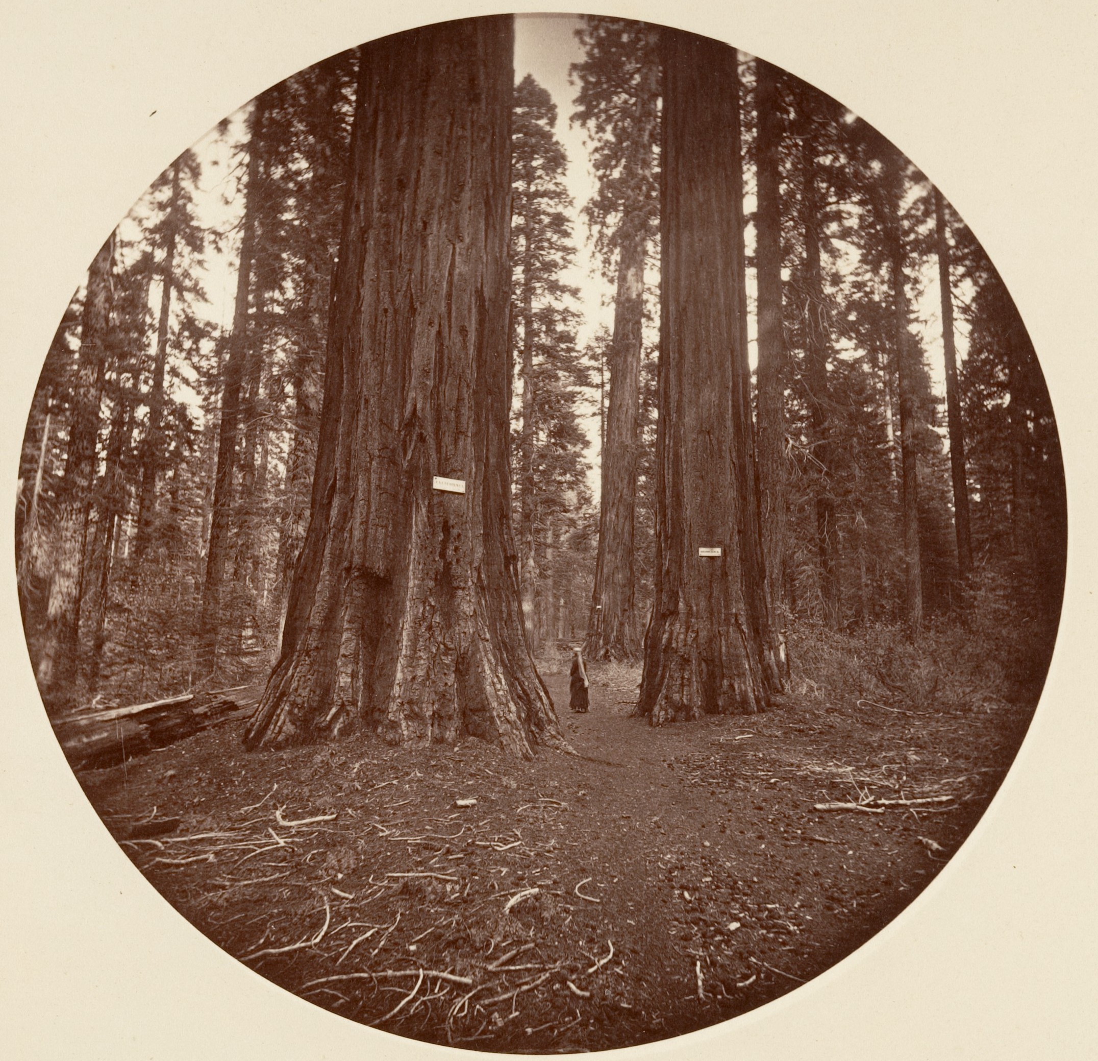 Giant Sequoia Forest Trail