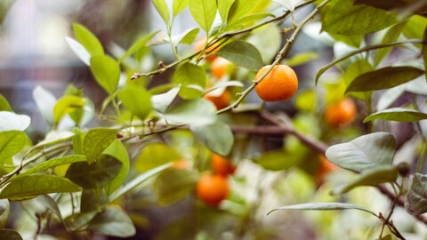 Ripe Oranges on Orange Tree