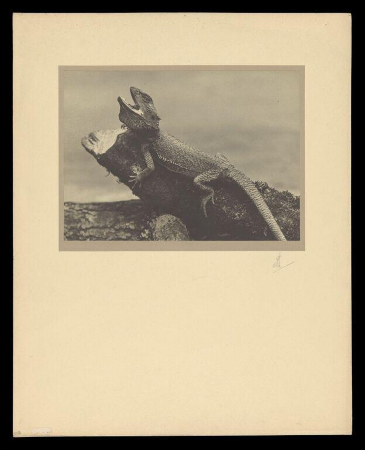 Monochrome Lizard on Tree Branch