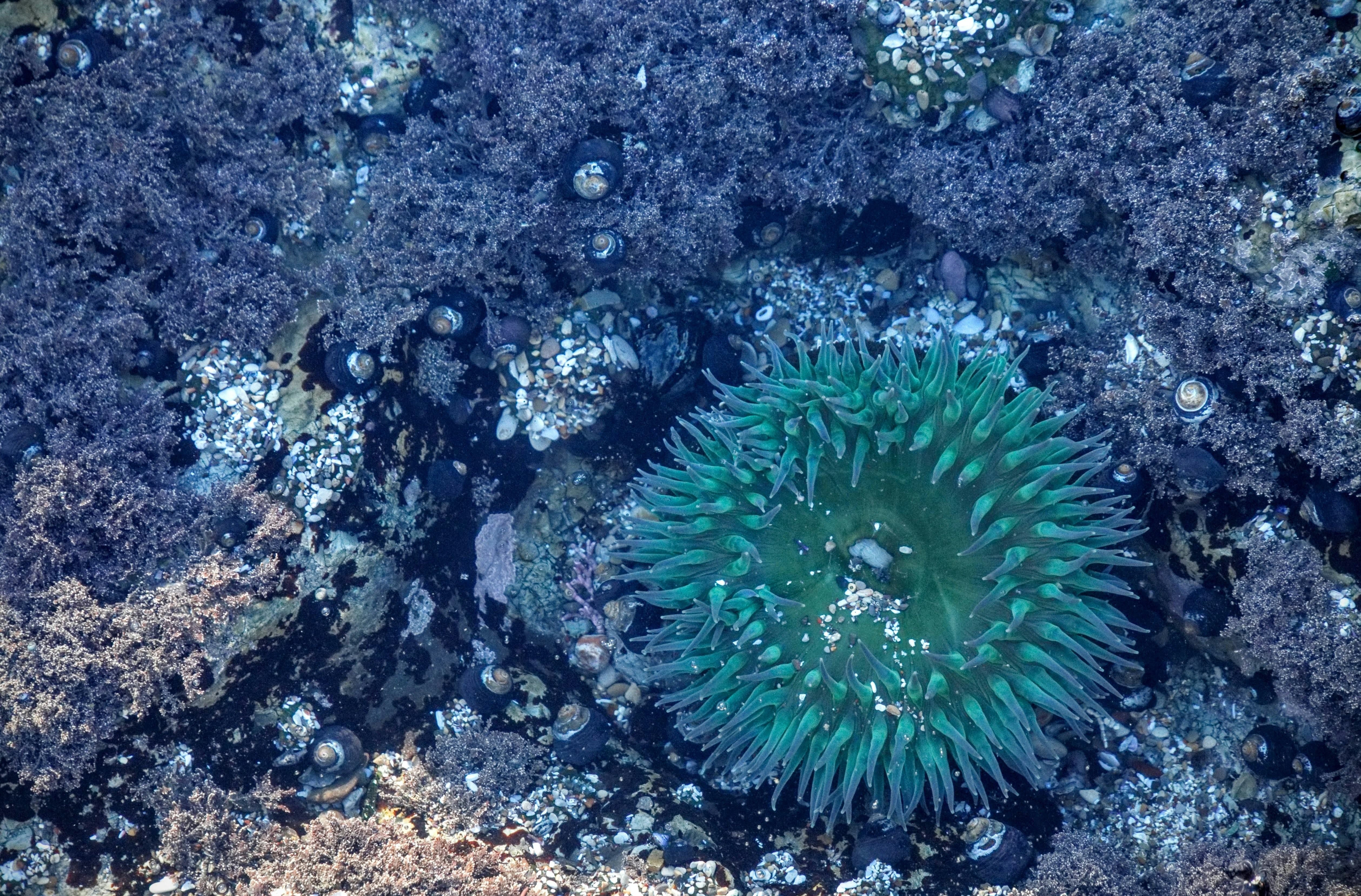 Green Sea Anemone in Tide Pool