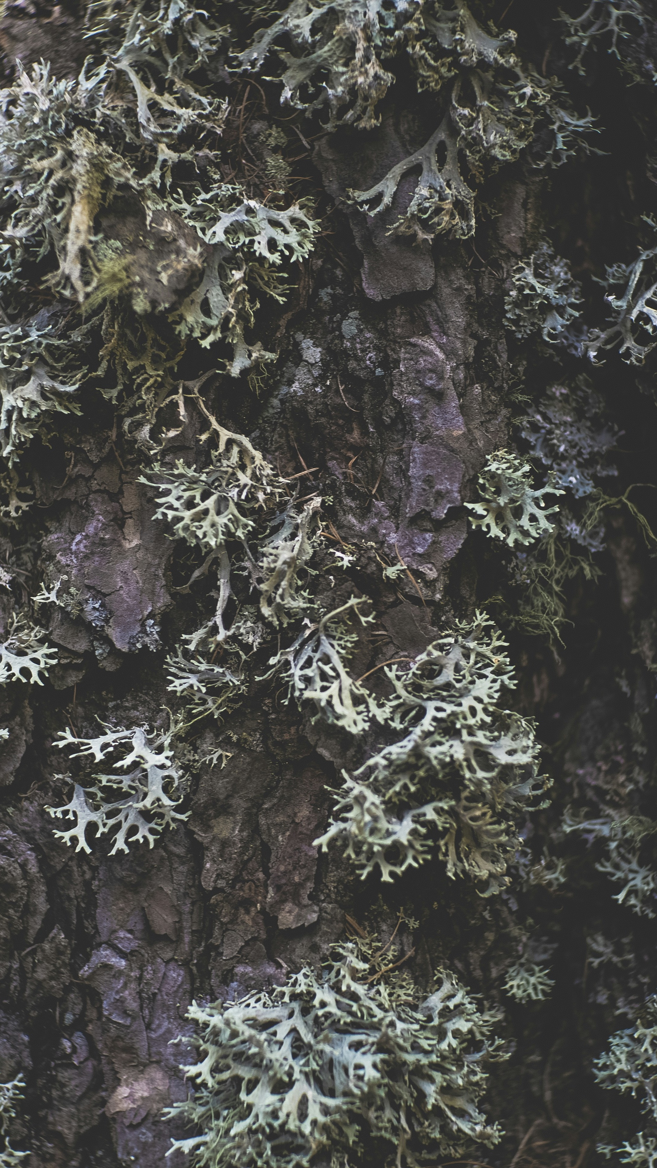 Lichen Growing on Tree Bark