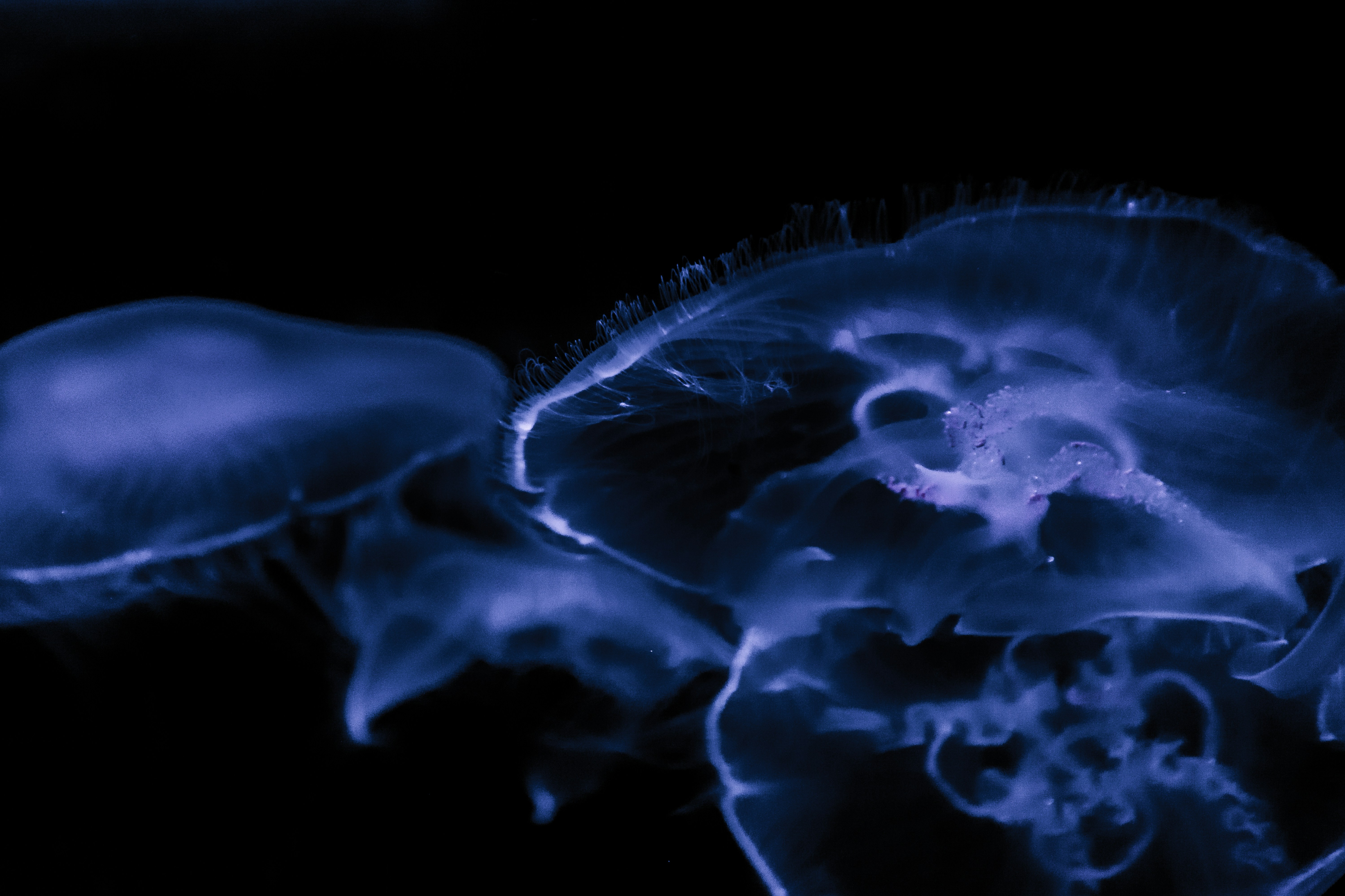 Blue Glowing Jellyfish Close Up — Animal Encyclopedia
