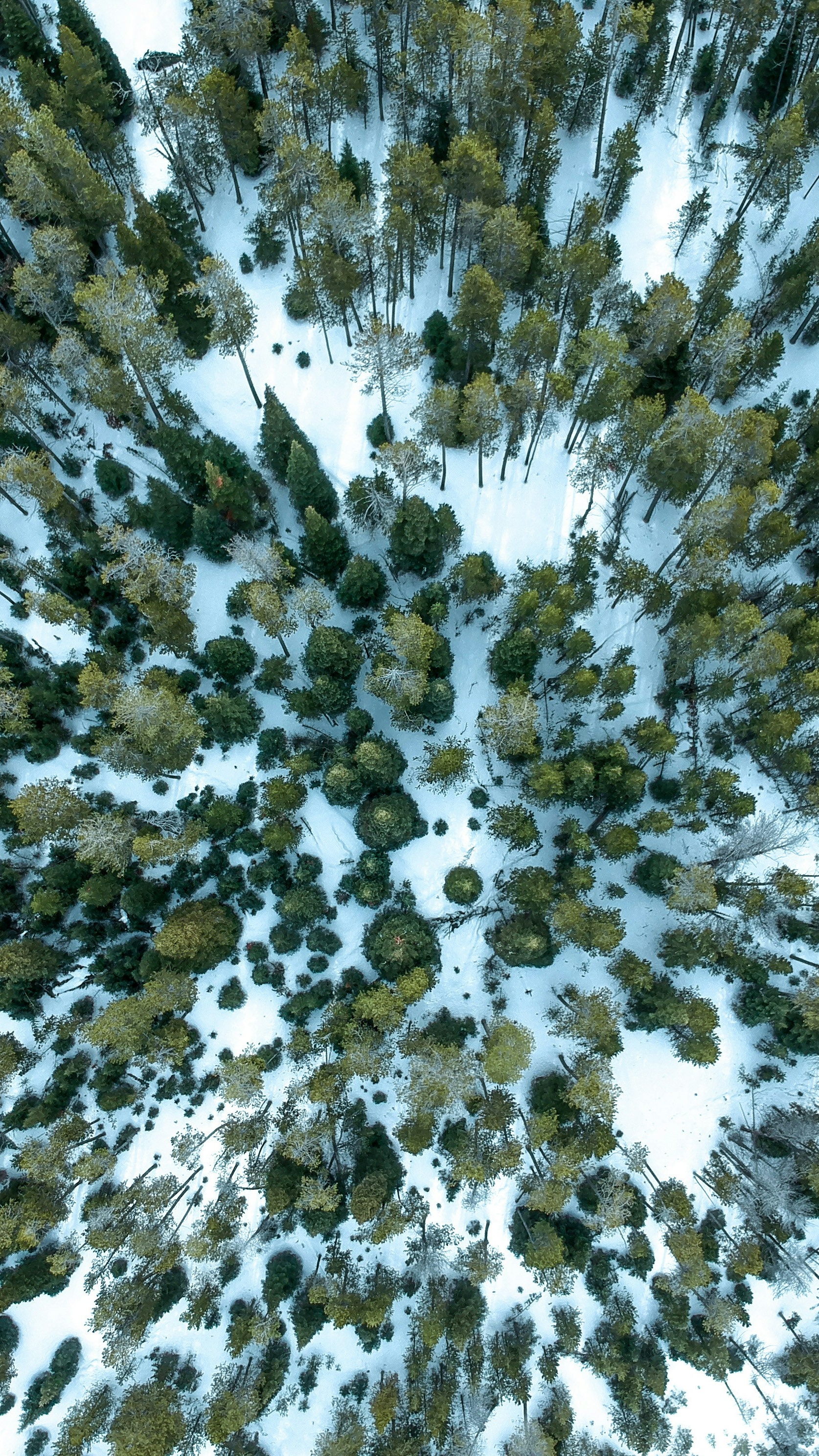 Wallpapers