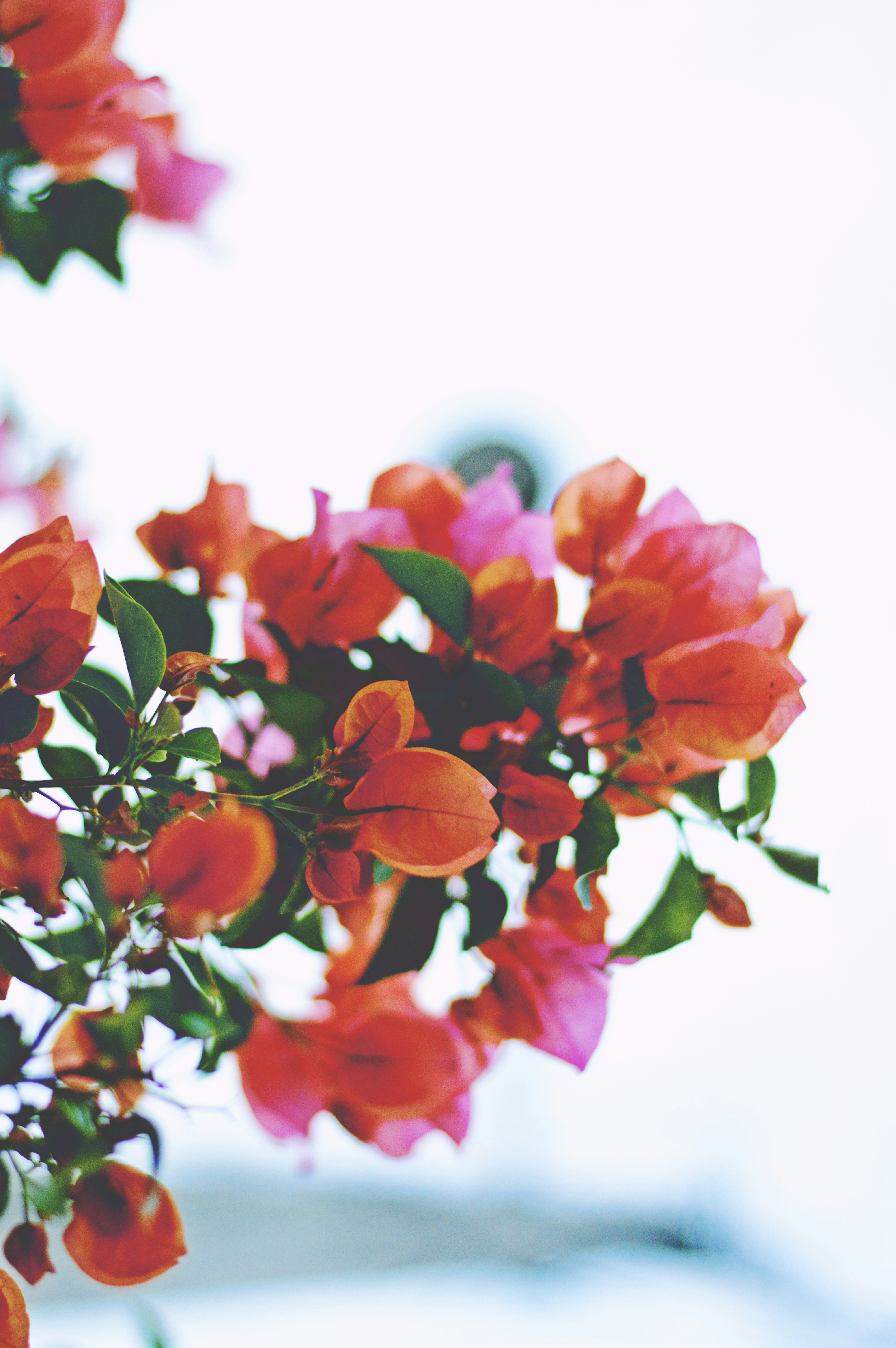 Orange Pink Bougainvillea Blooms