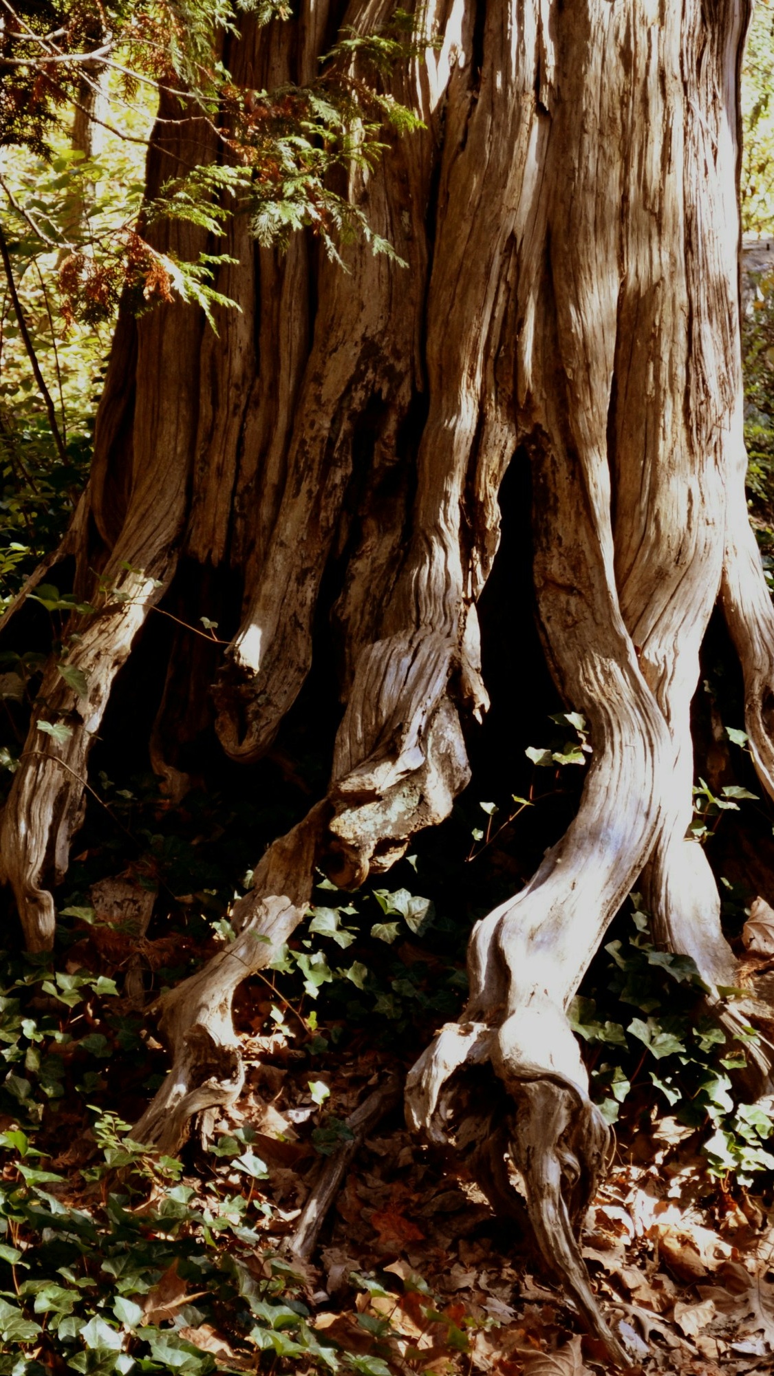 Gnarled Ancient Tree Trunk Base