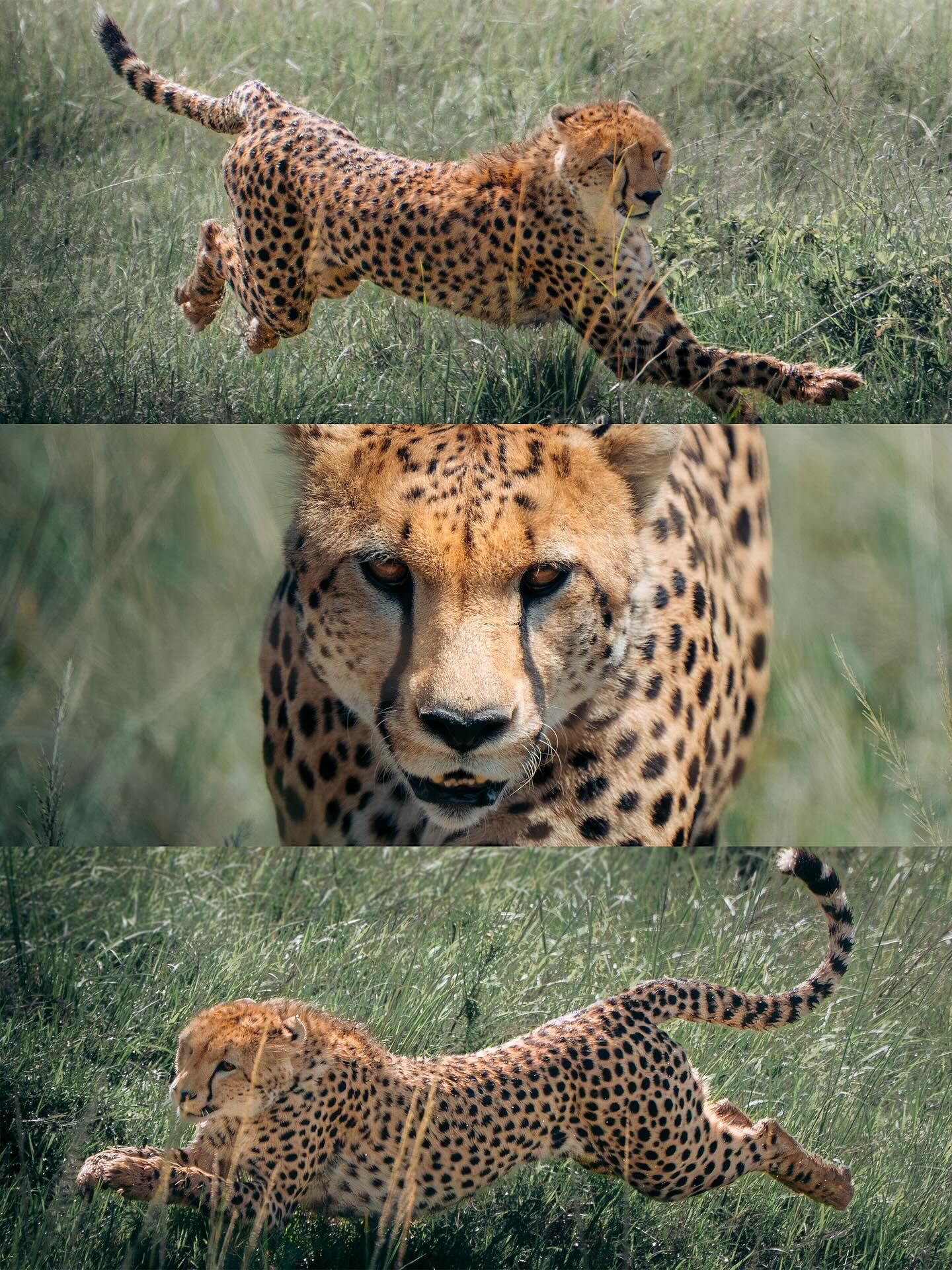 Cheetahs in Wild Grassland