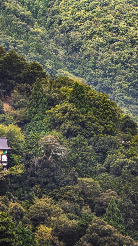 Dense Forest Hillside with Traditional Building