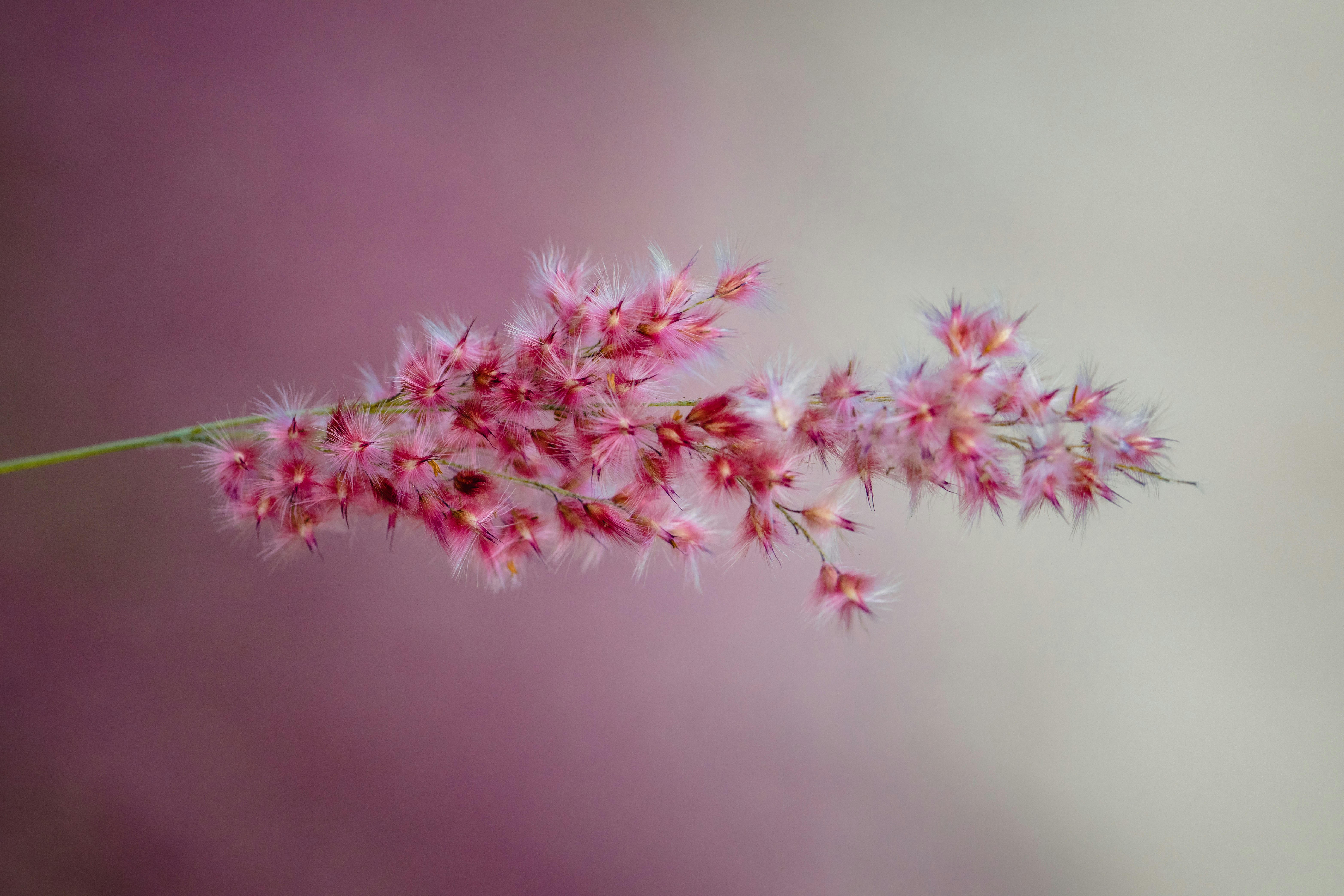 Pink Fluffy Grass Bloom