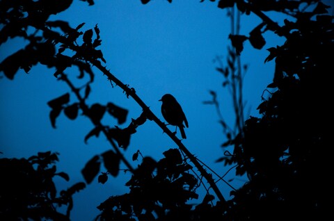 Bird Silhouette at Dusk