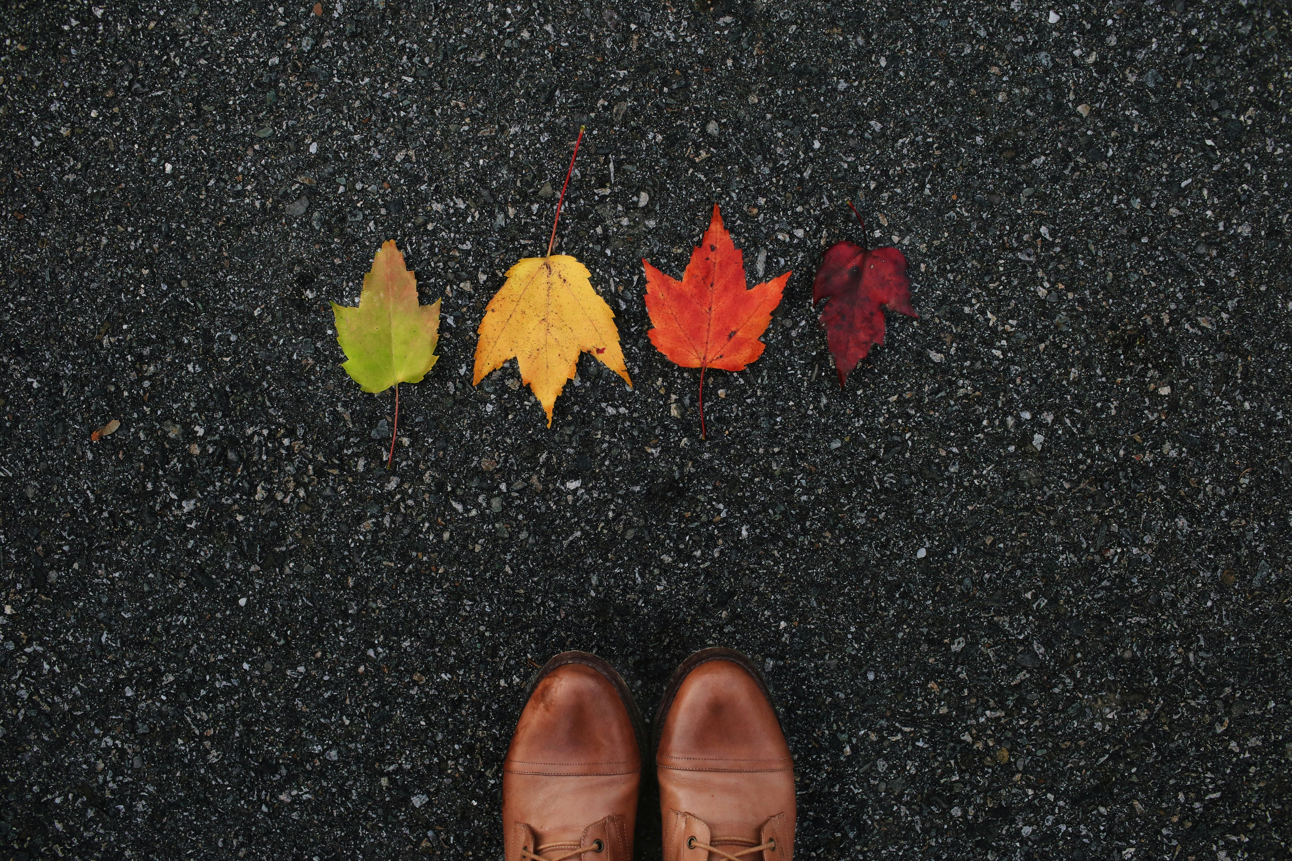 Autumn Maple Leaves and Boots on Asphalt