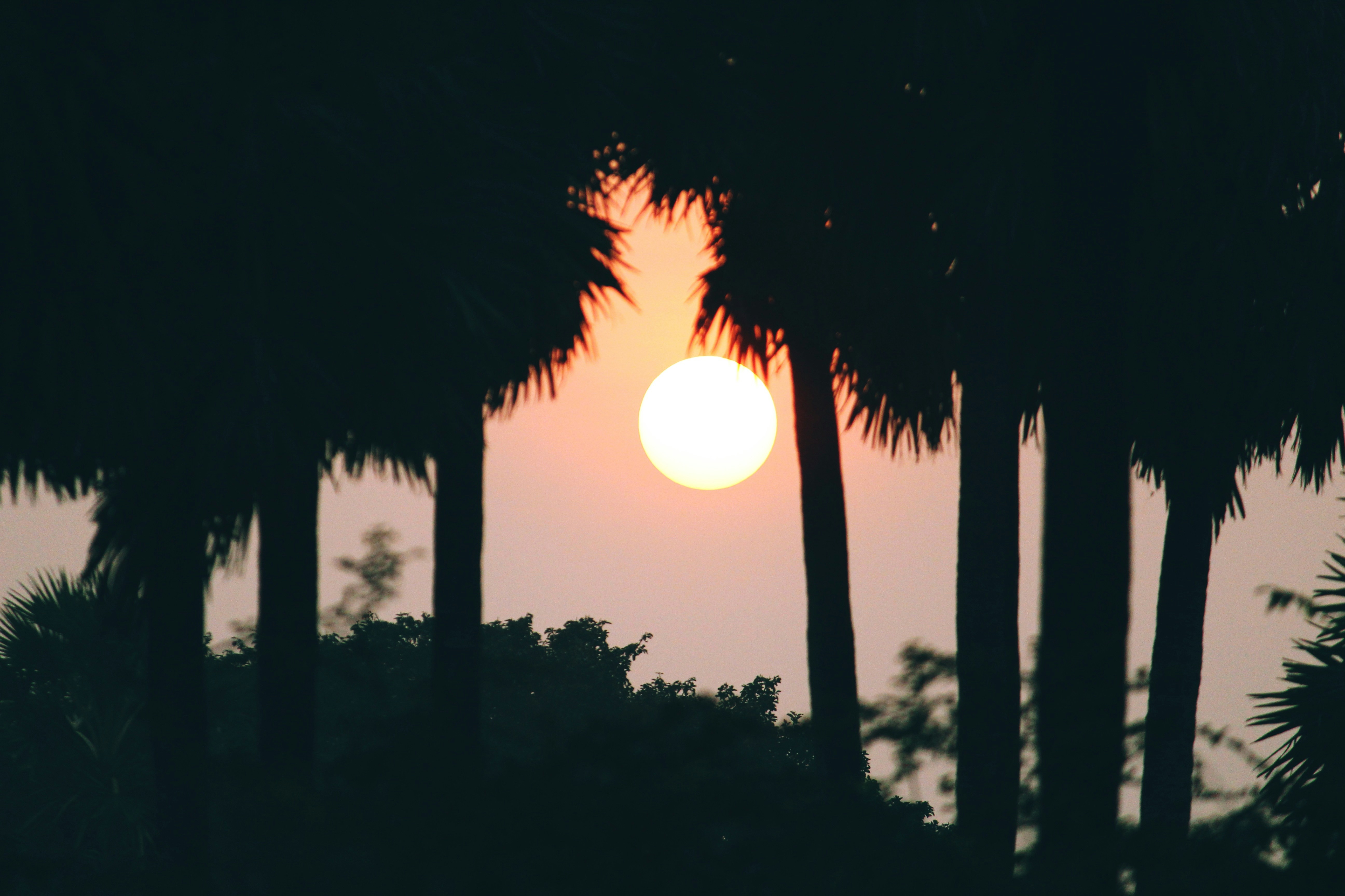 Sunset Through Palm Tree Silhouettes