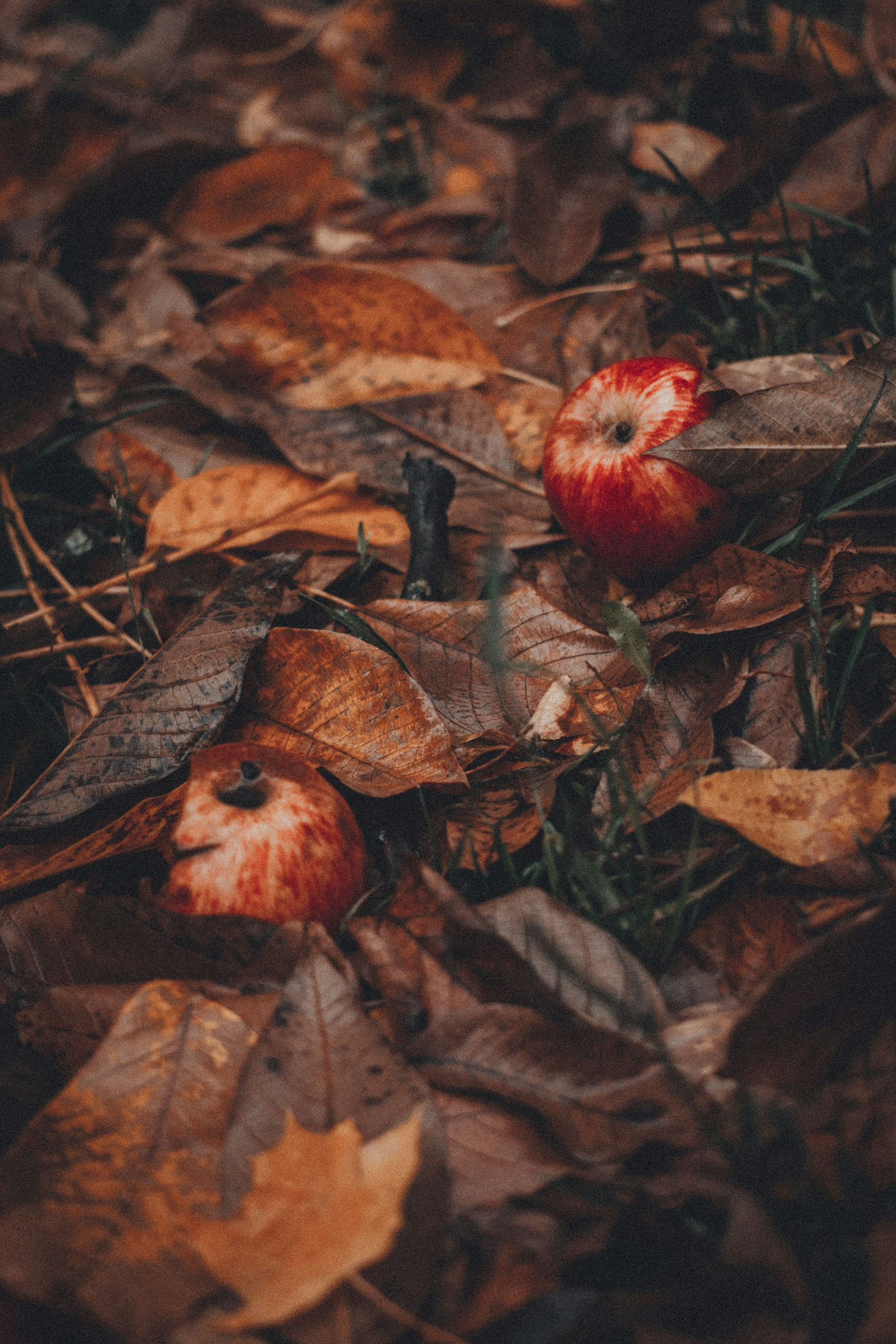 Red Apples on Fallen Autumn Leaves