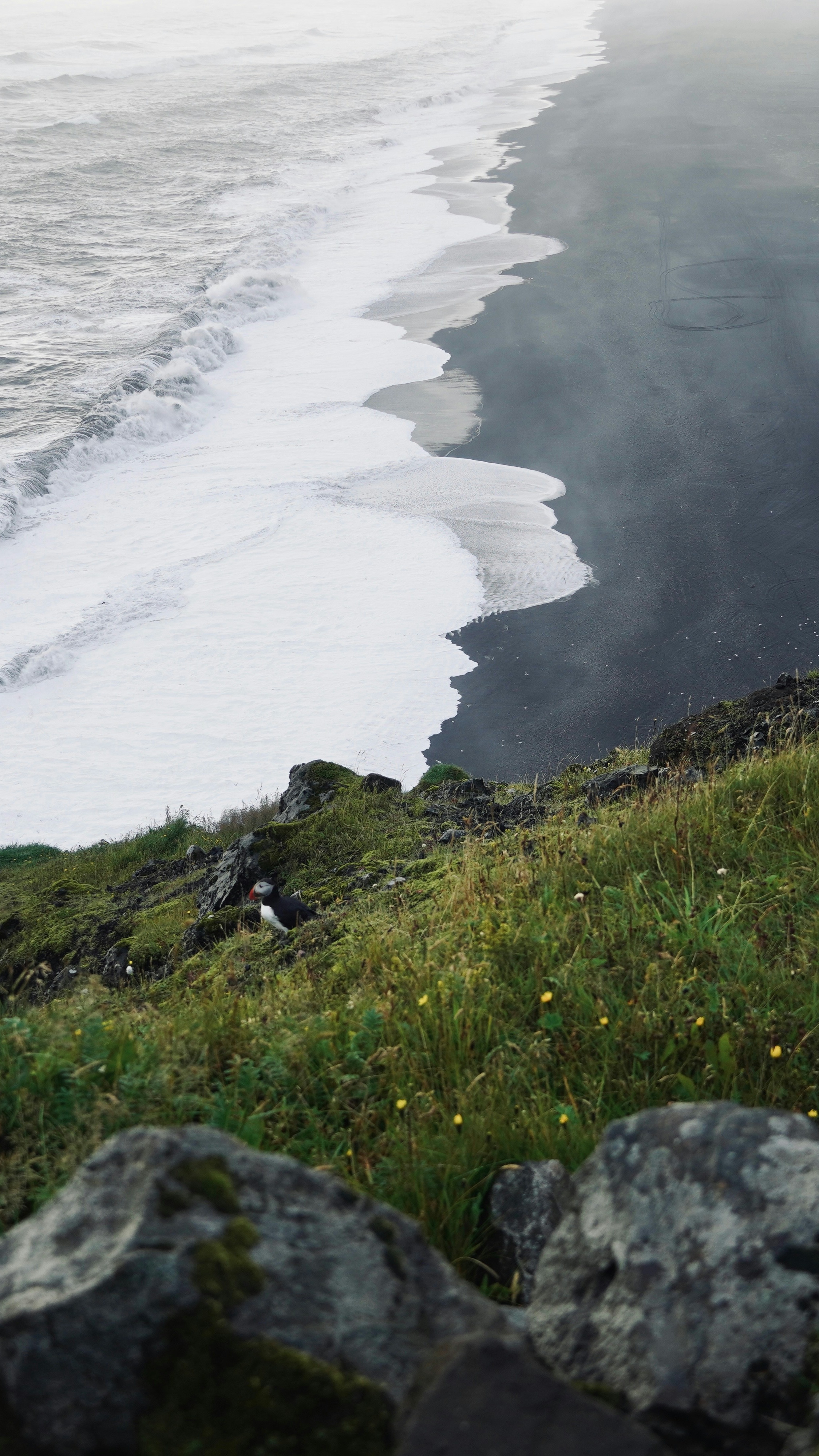 Puffin on Cliff Over Black Sand Beach