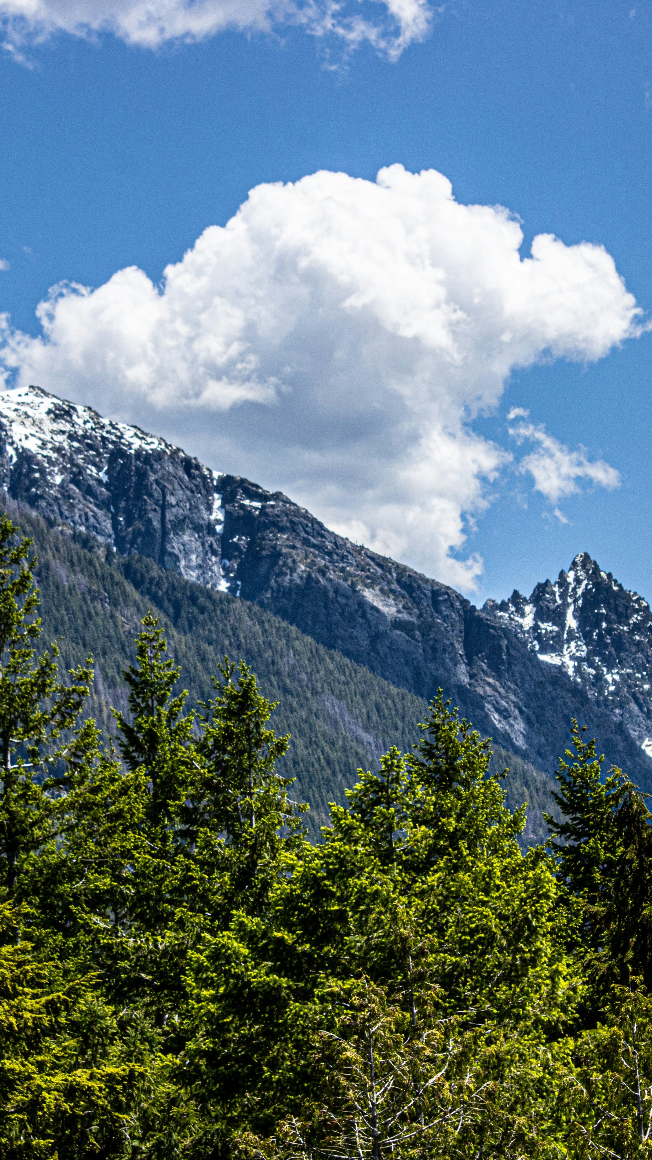 Snow Capped Mountain Pine Forest Landscape