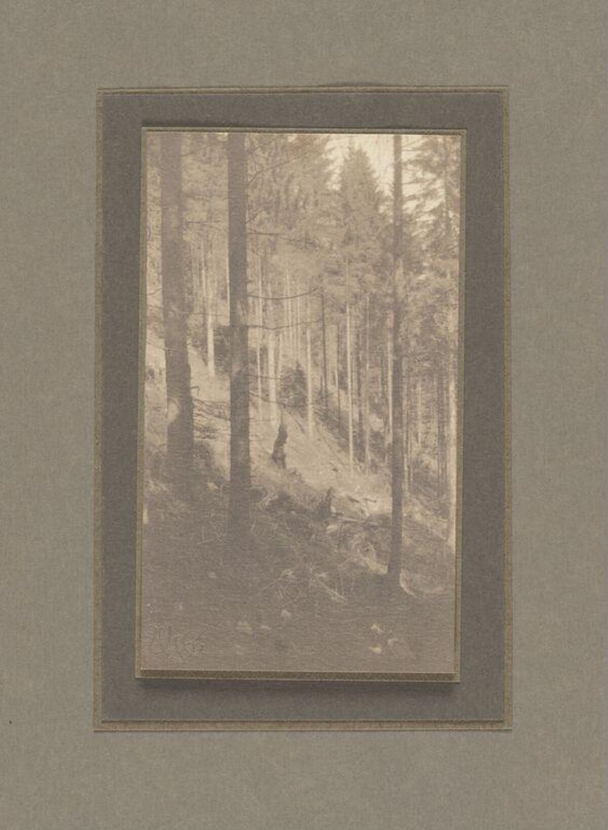 Vintage Framed Forest Photograph