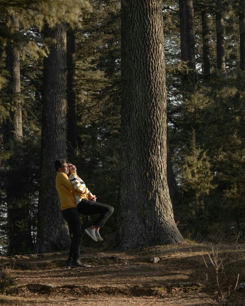 Couple Embracing In Pine Forest