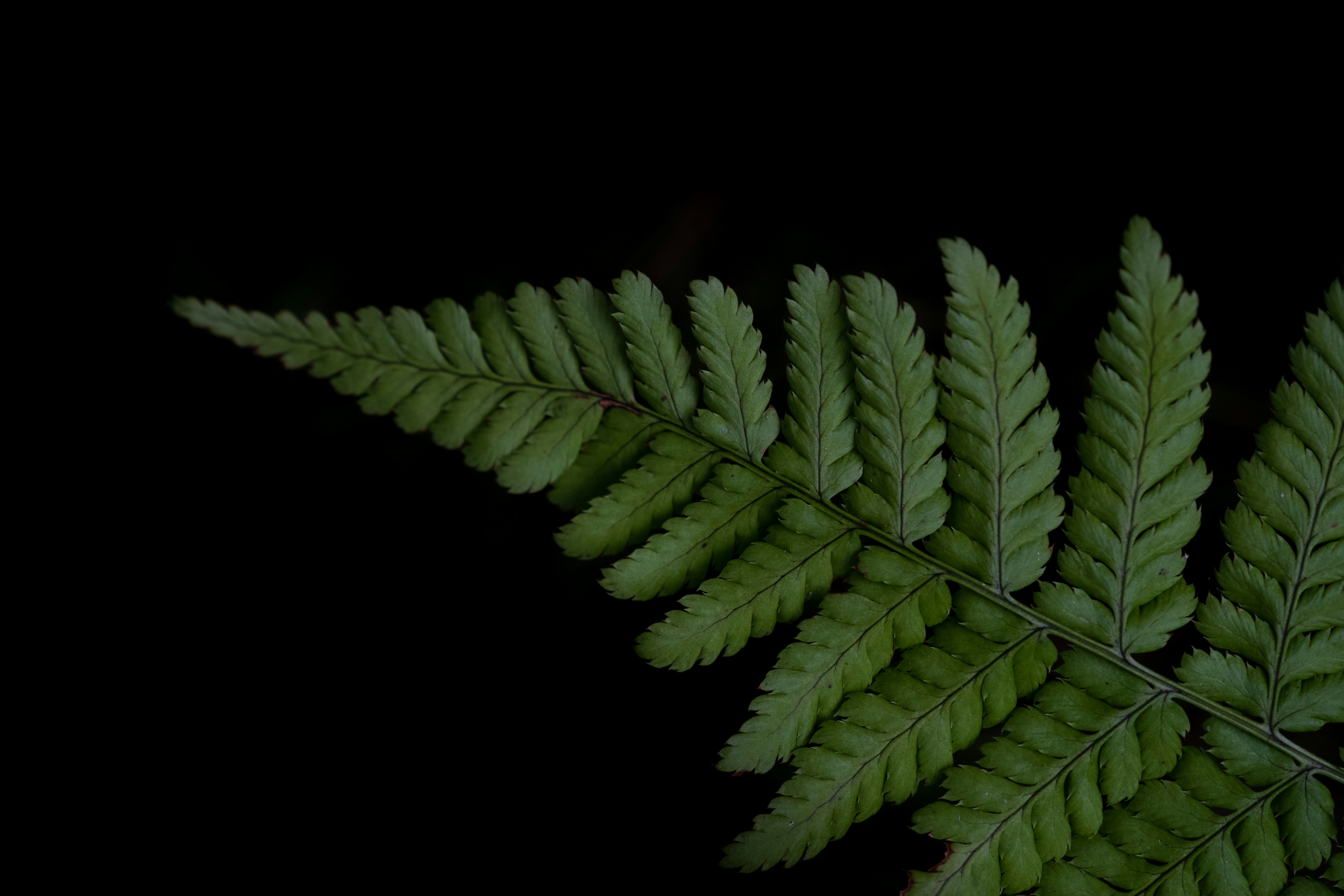 Fern Frond on Black Background
