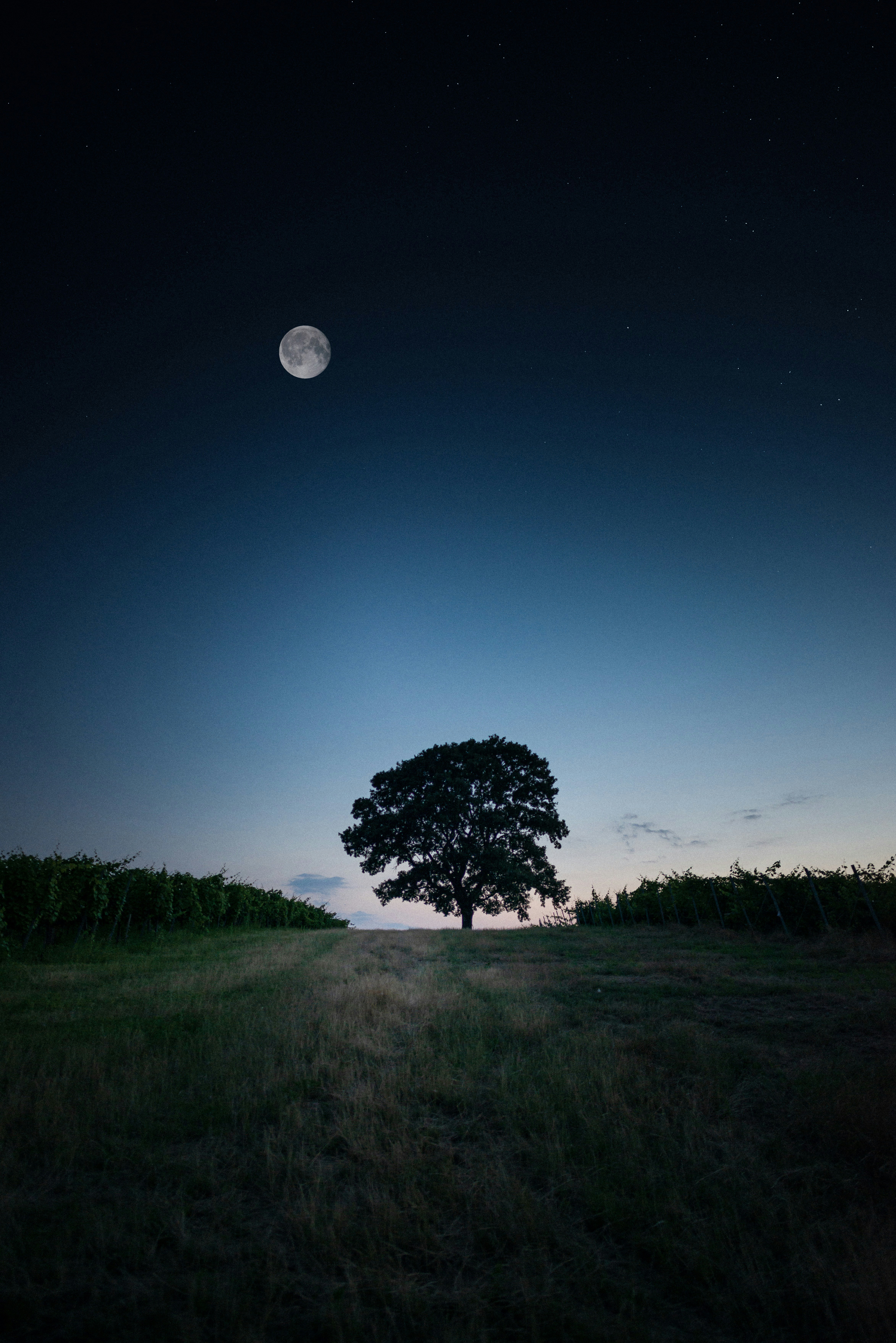 Lone Tree Under Full Moon Night