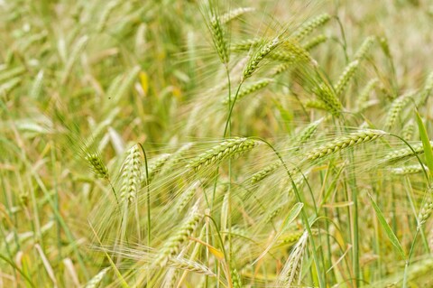 Green Unripe Barley Field