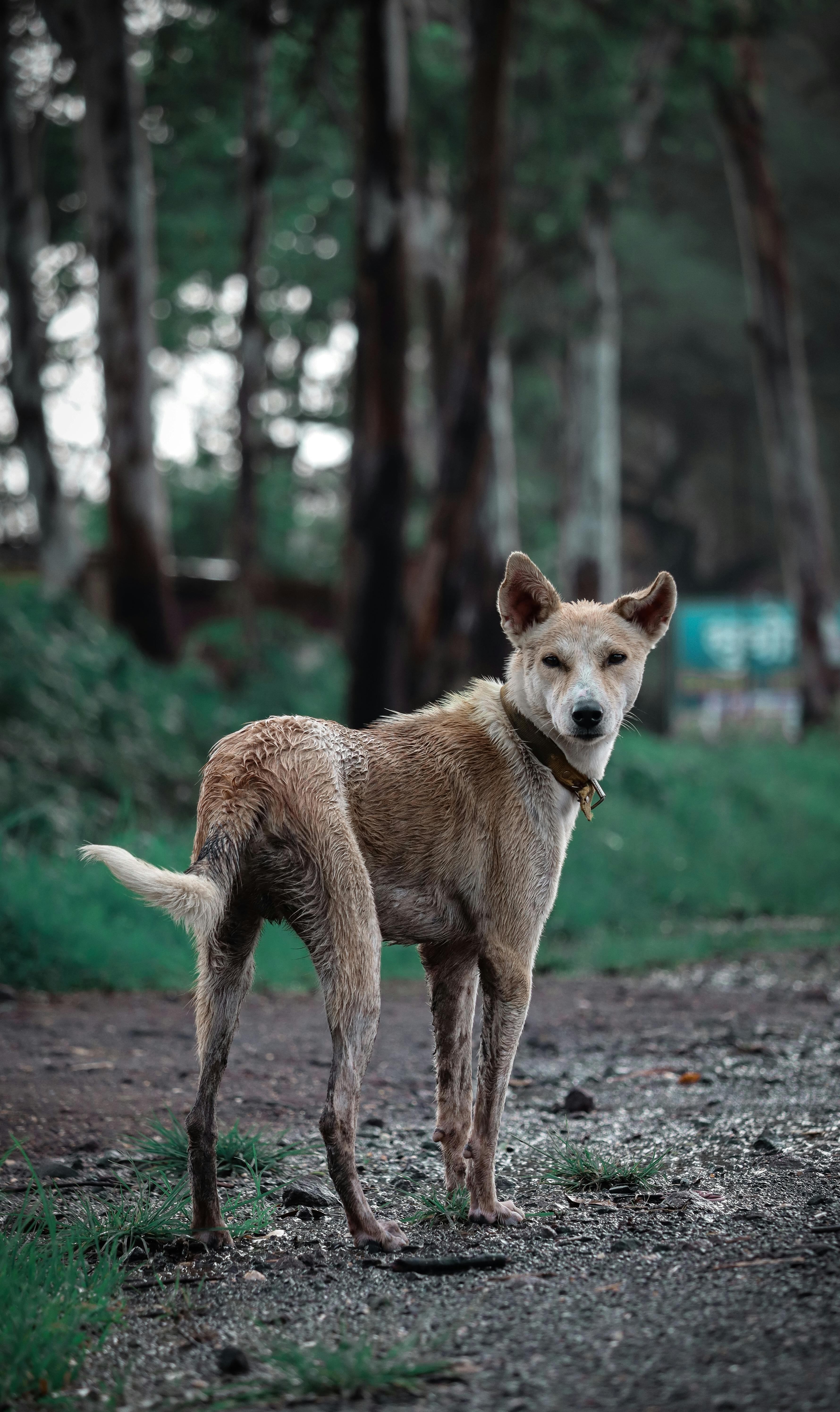 Wet Stray Dog on Wooded Path