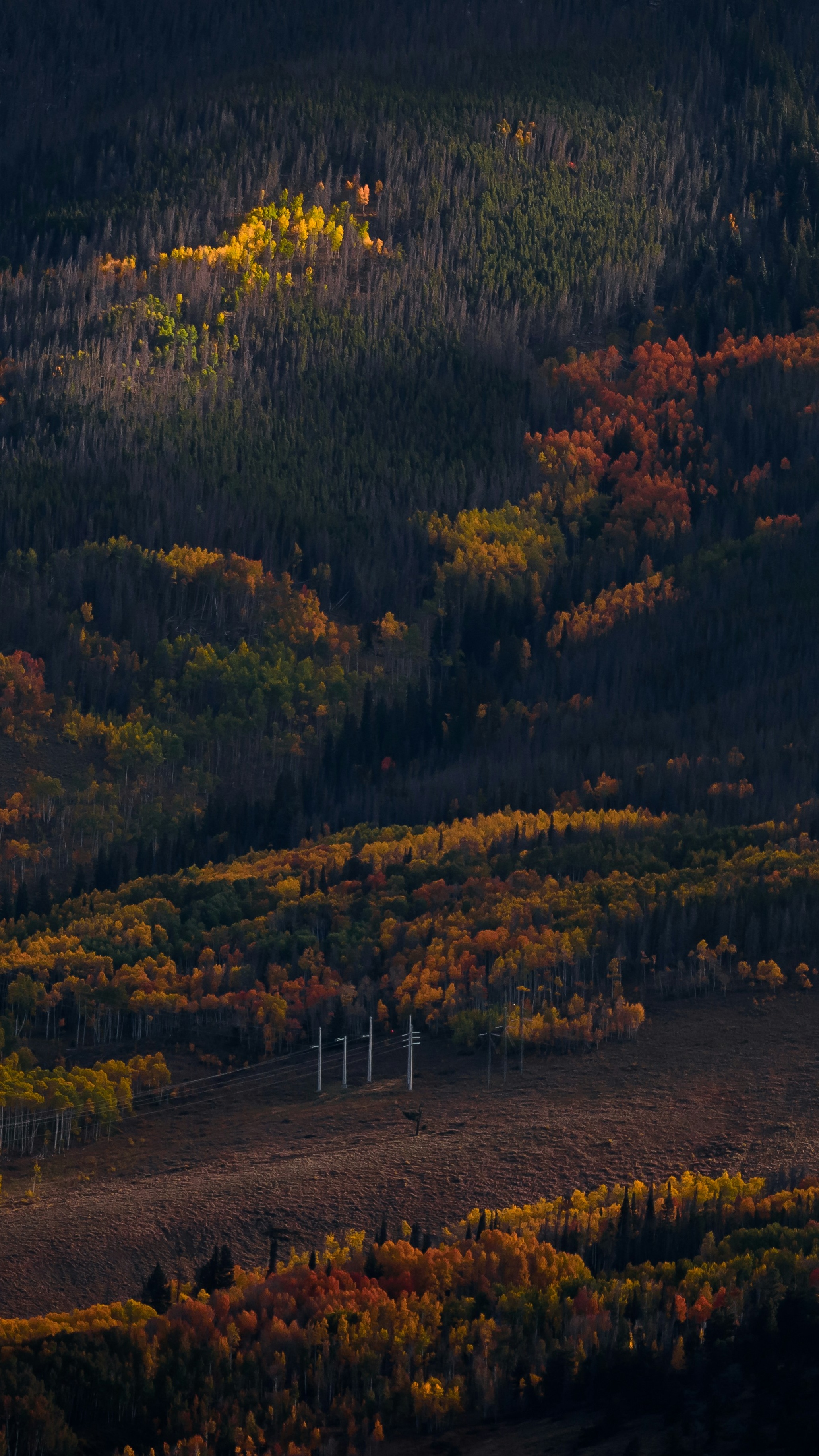 Sunlit Autumn Mountain Forest