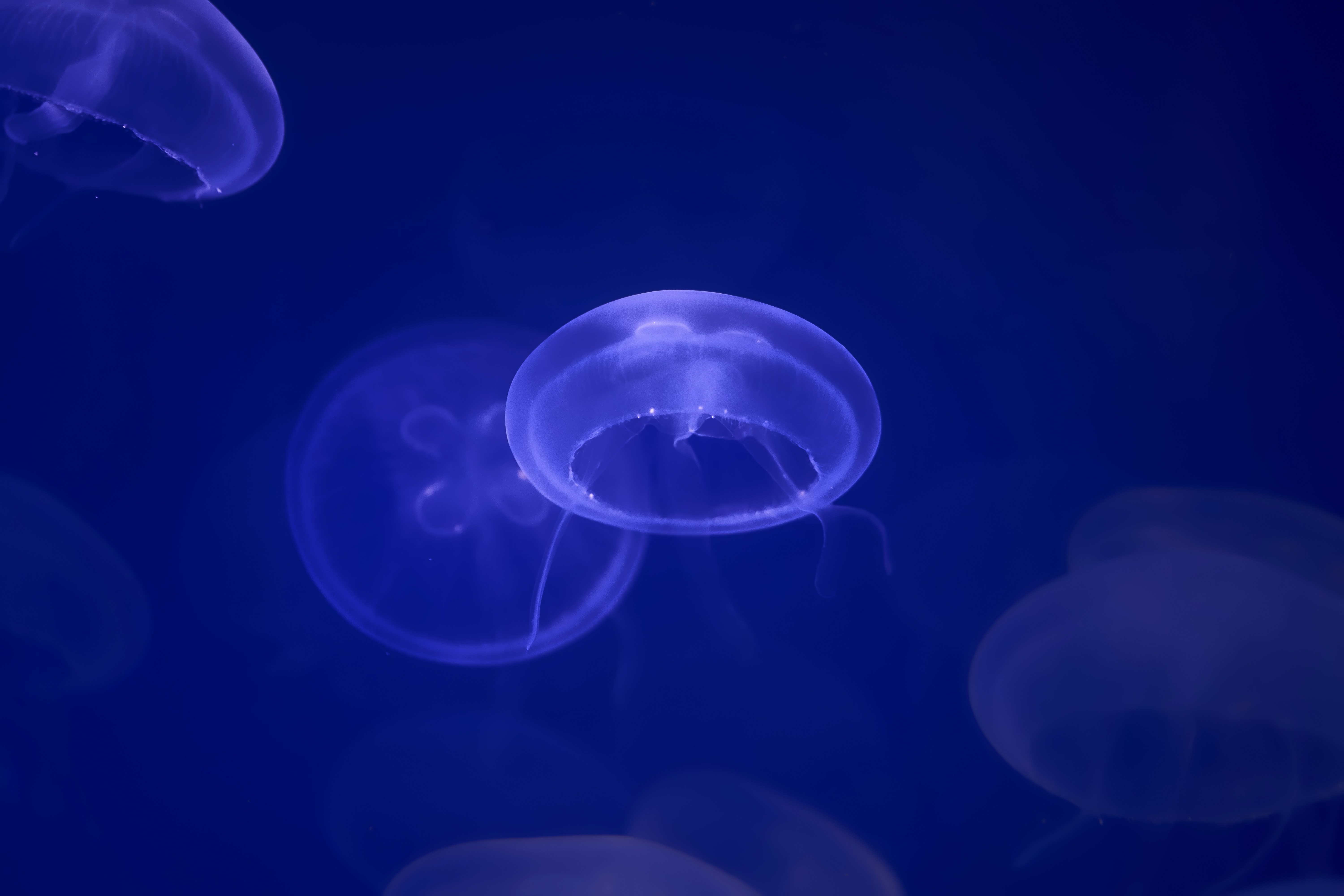 Floating Moon Jellyfish in Blue Water
