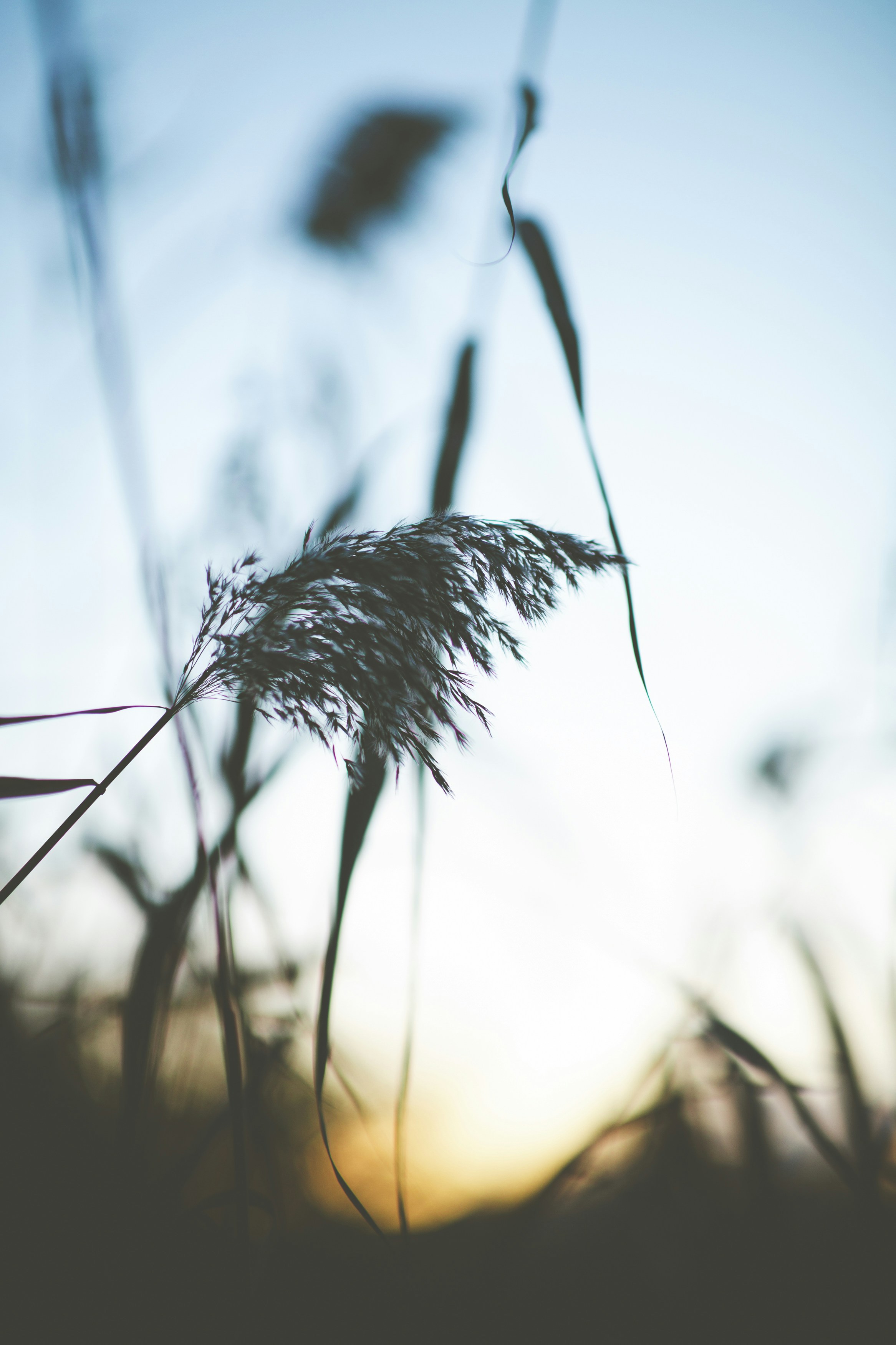 Reed Silhouette at Sunset