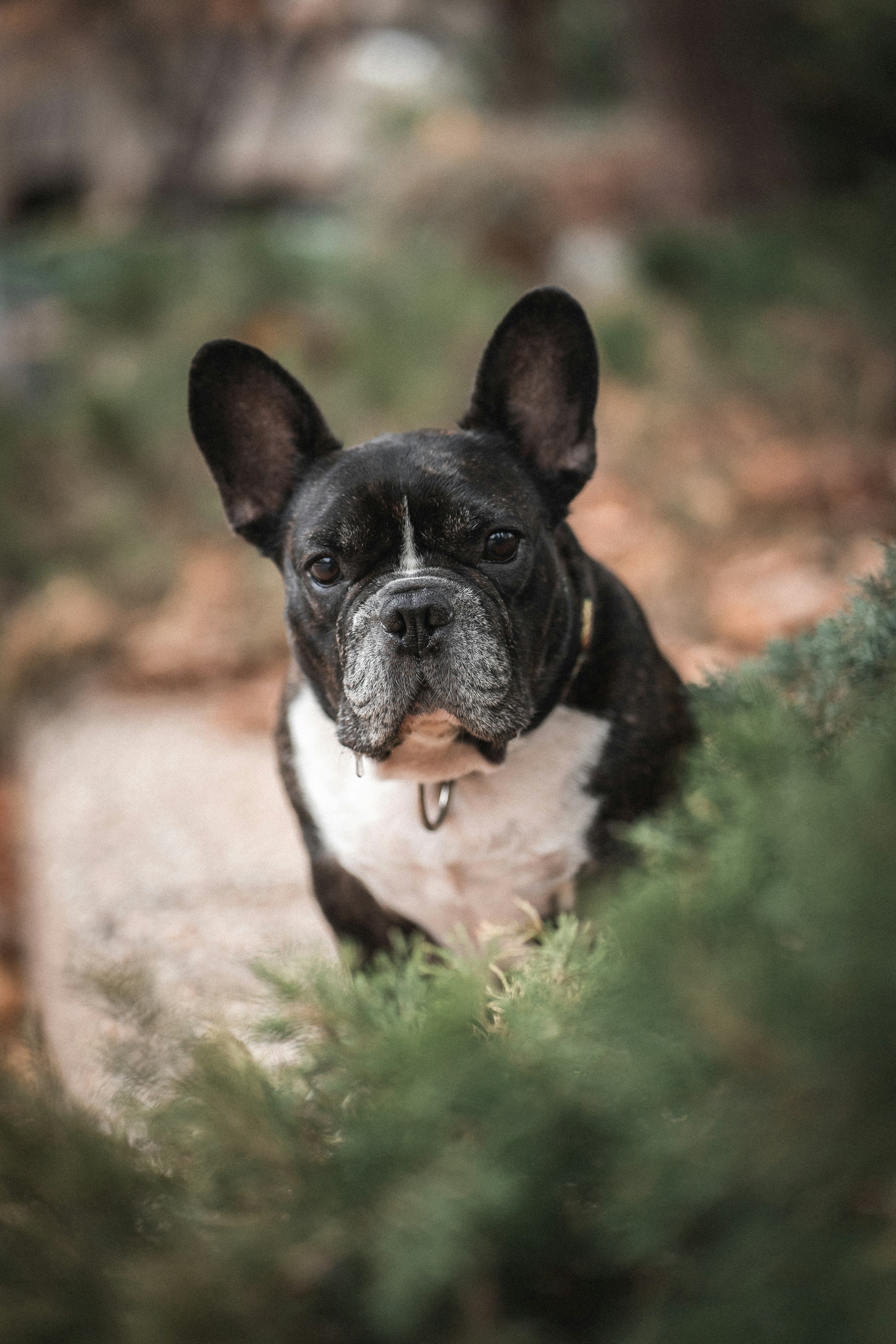 Black and White French Bulldog Outdoors