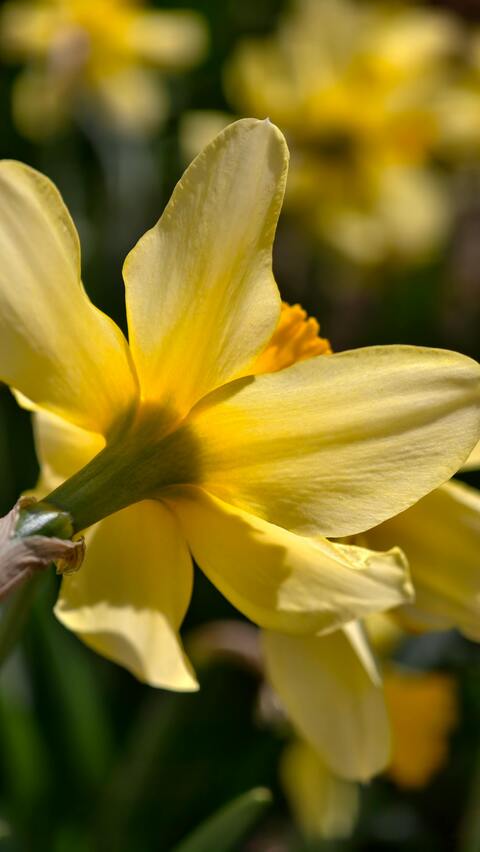 Close-up of Yellow Daffodil