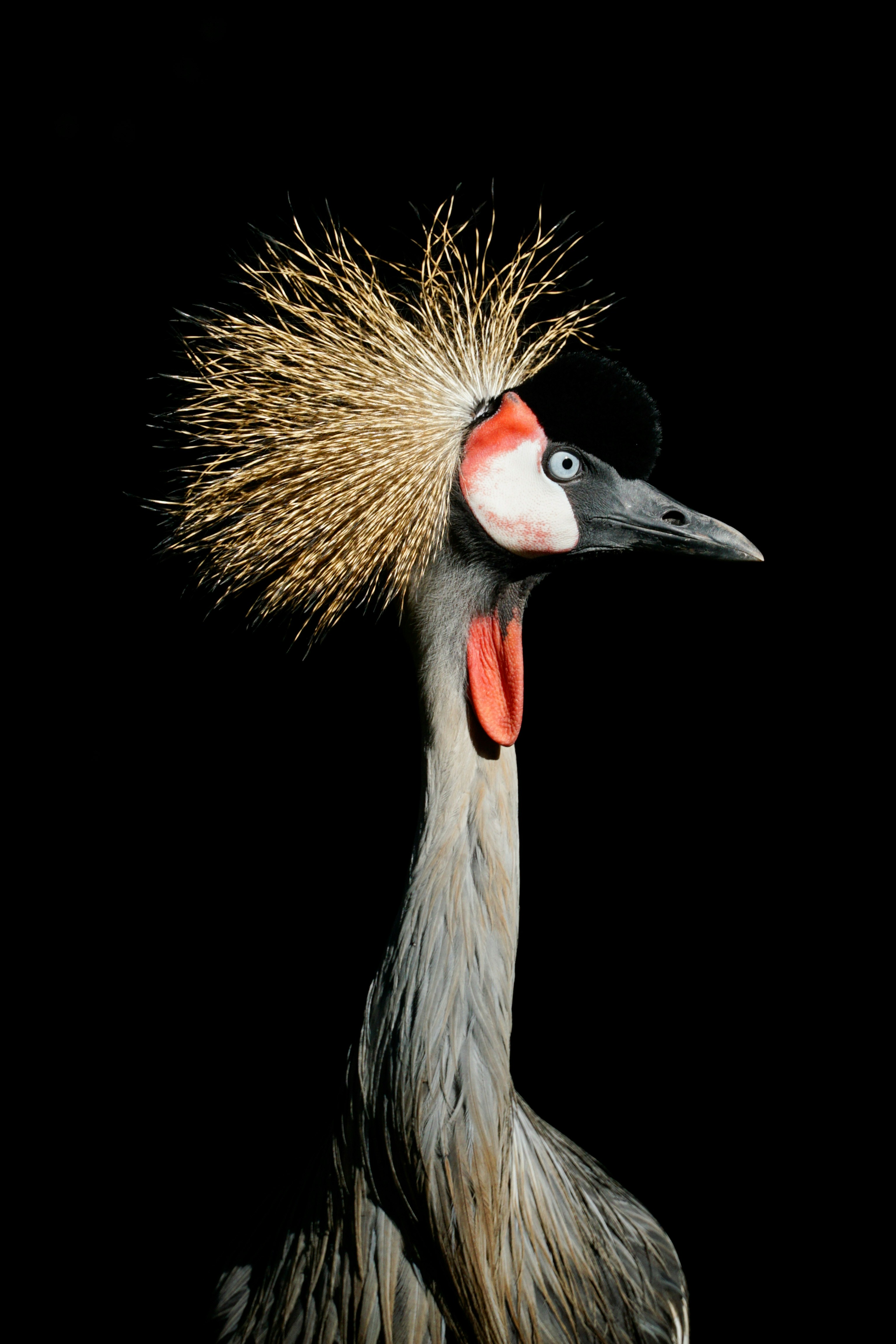 Portrait of a Grey Crowned Crane