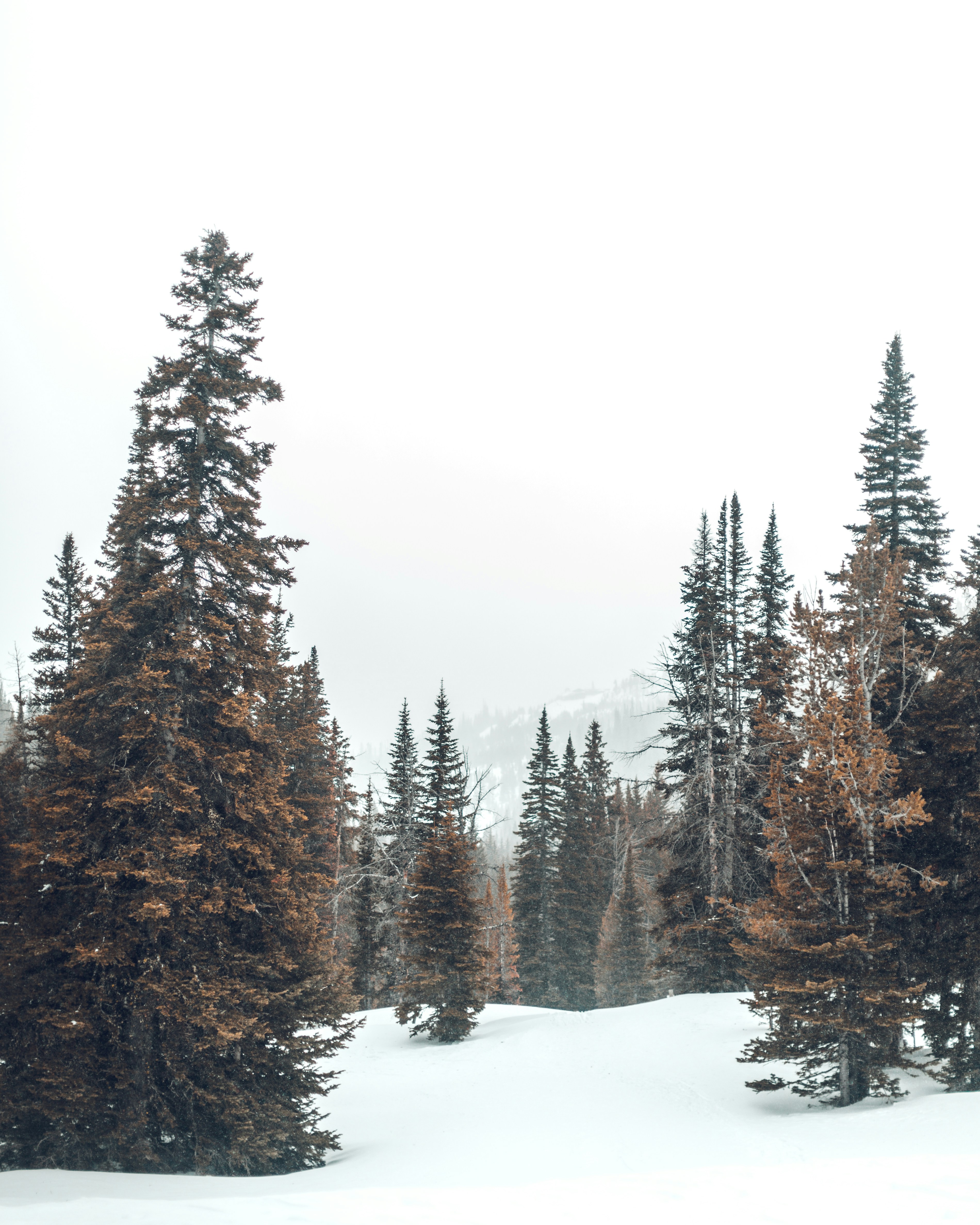 Winter Snowy Pine Forest