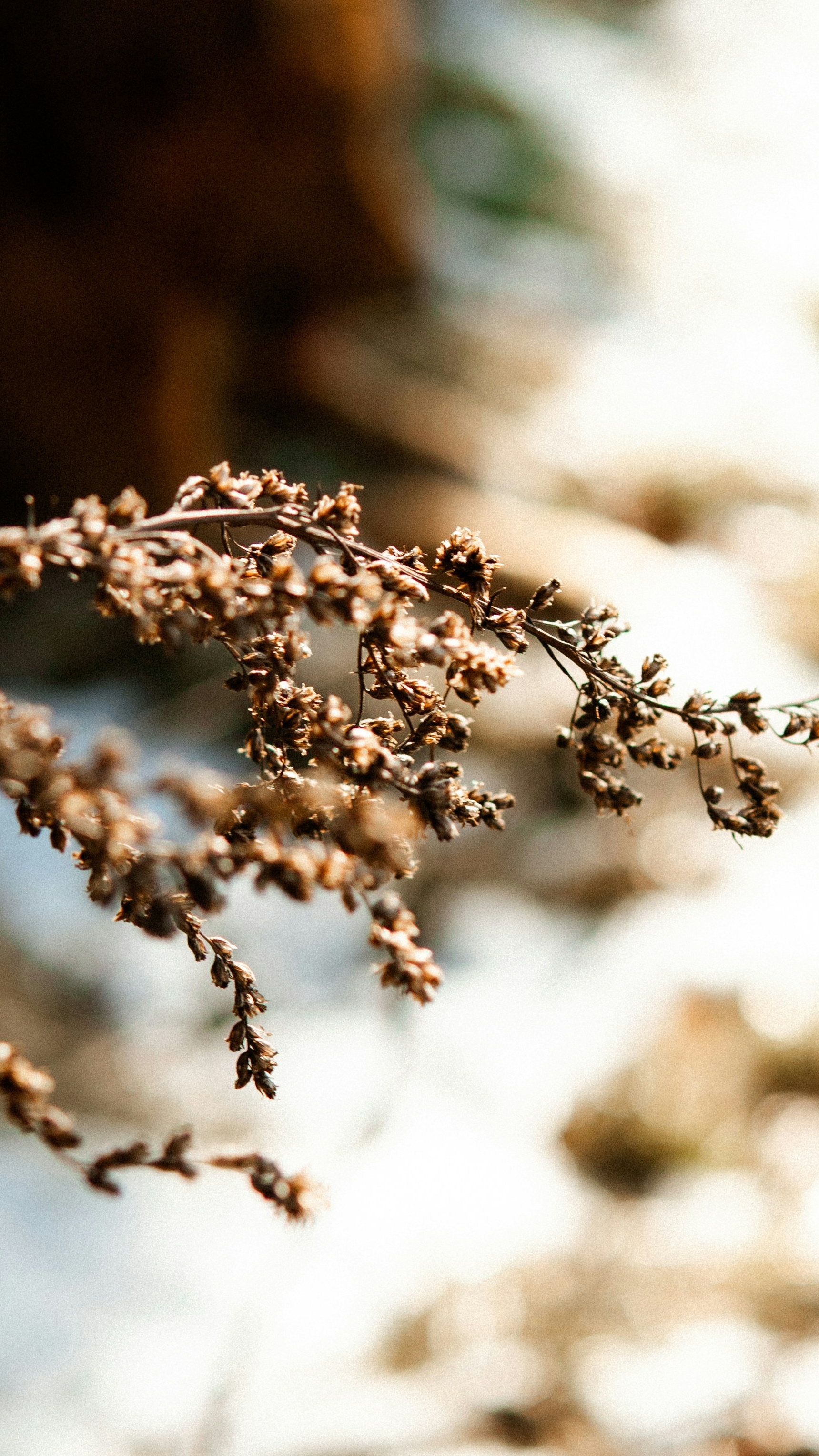 Dried Wild Plant Branch in Sunlight